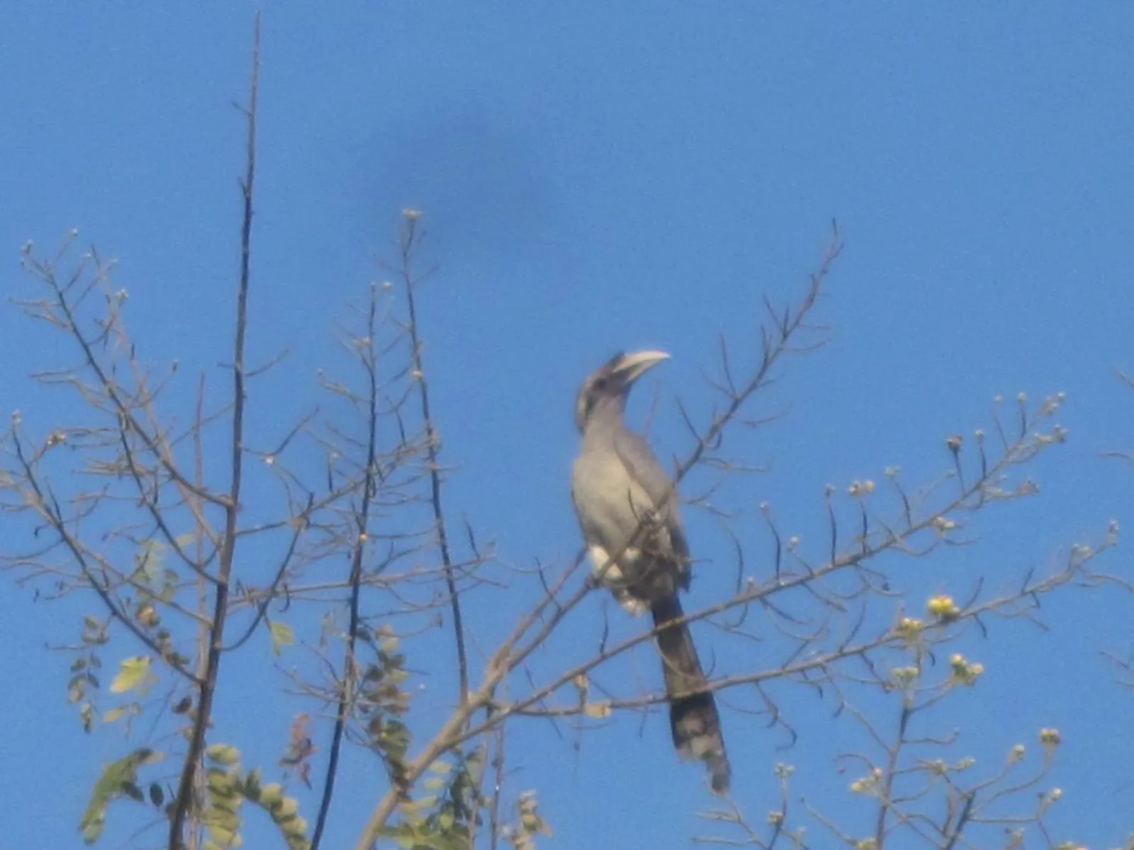 Animals in Nature Resort