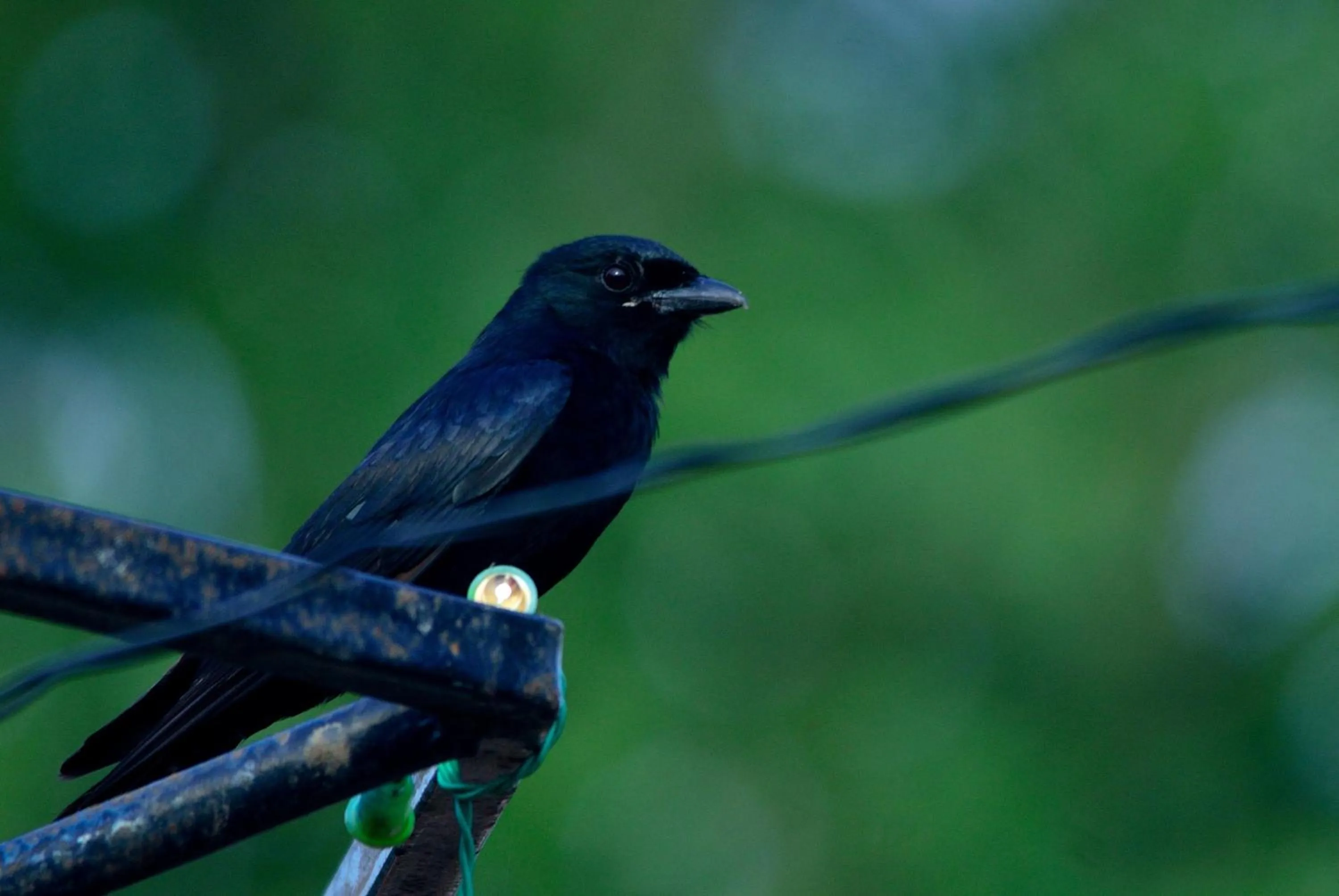 Animals in Nature Resort