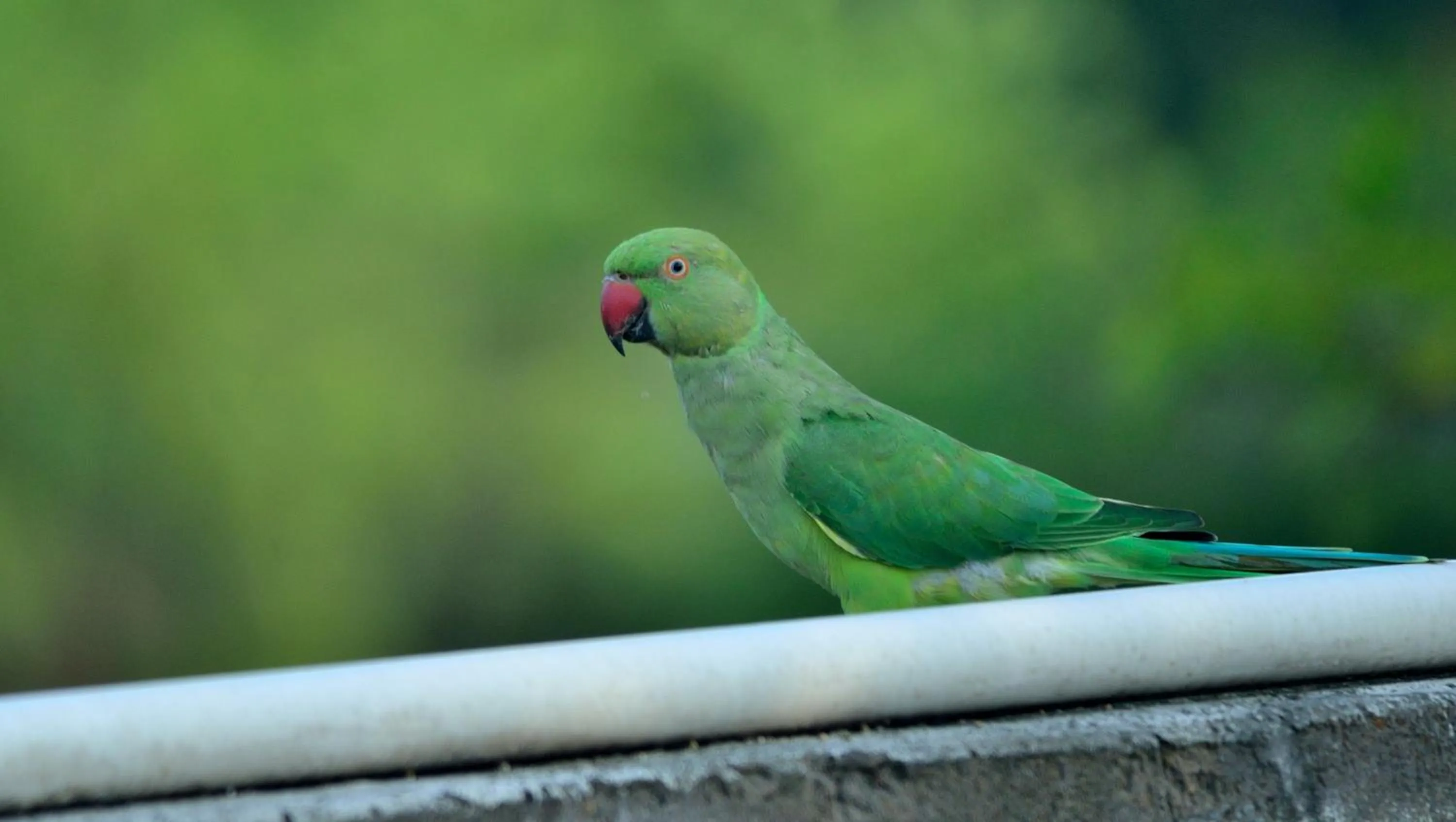 Animals in Nature Resort