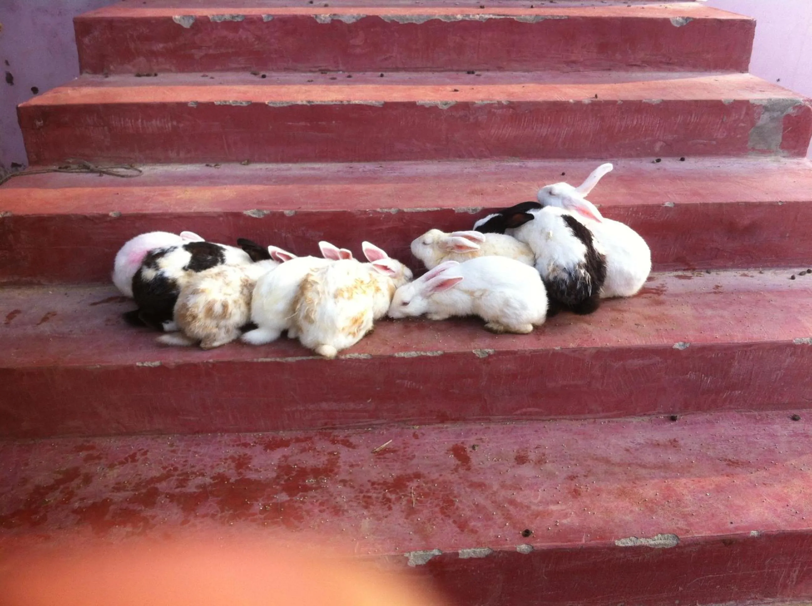 Pets in Nature Resort