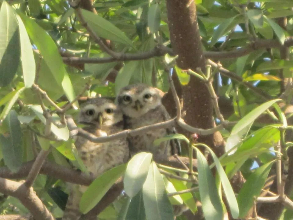 Animals in Nature Resort