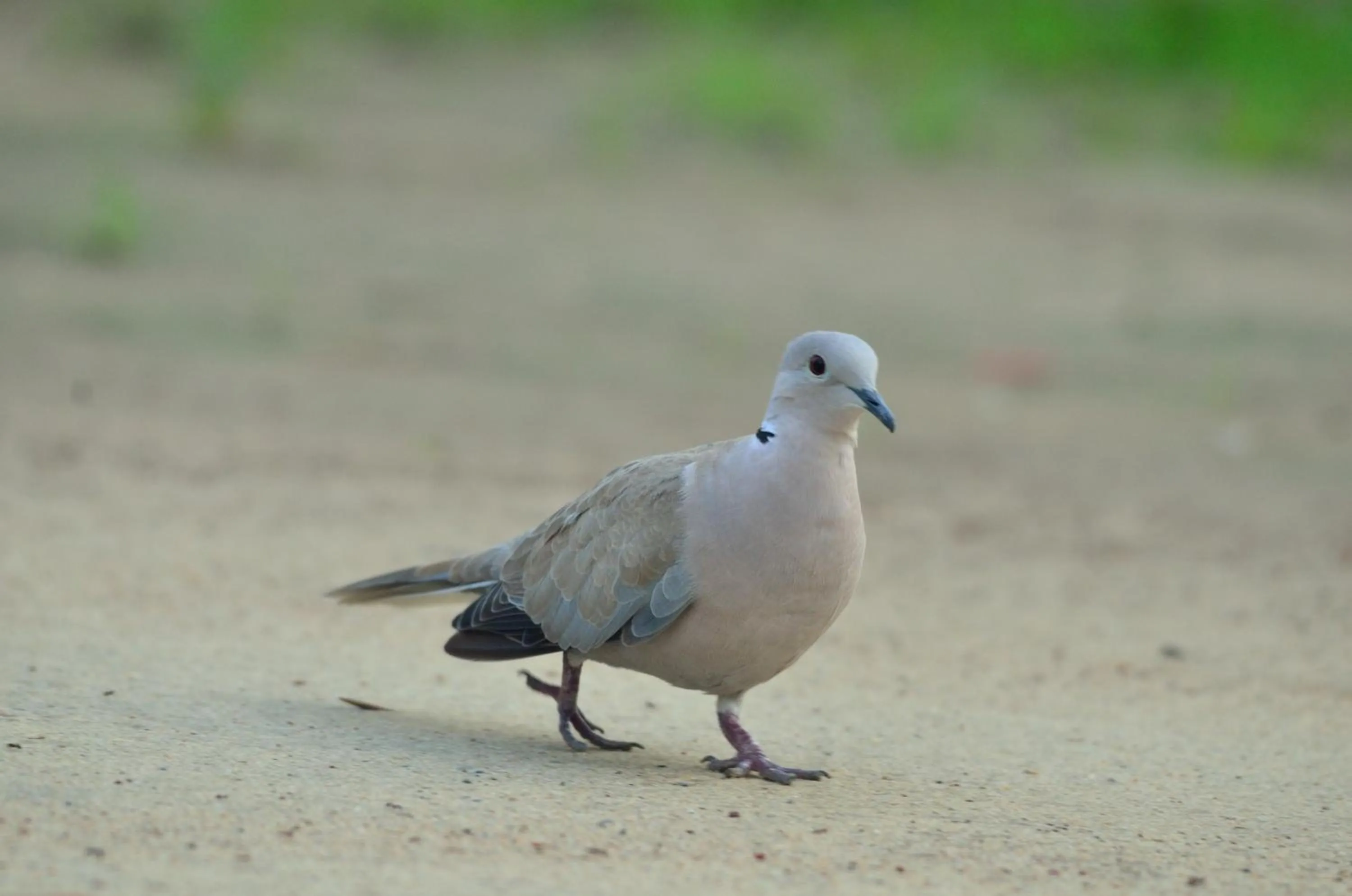 Animals in Nature Resort
