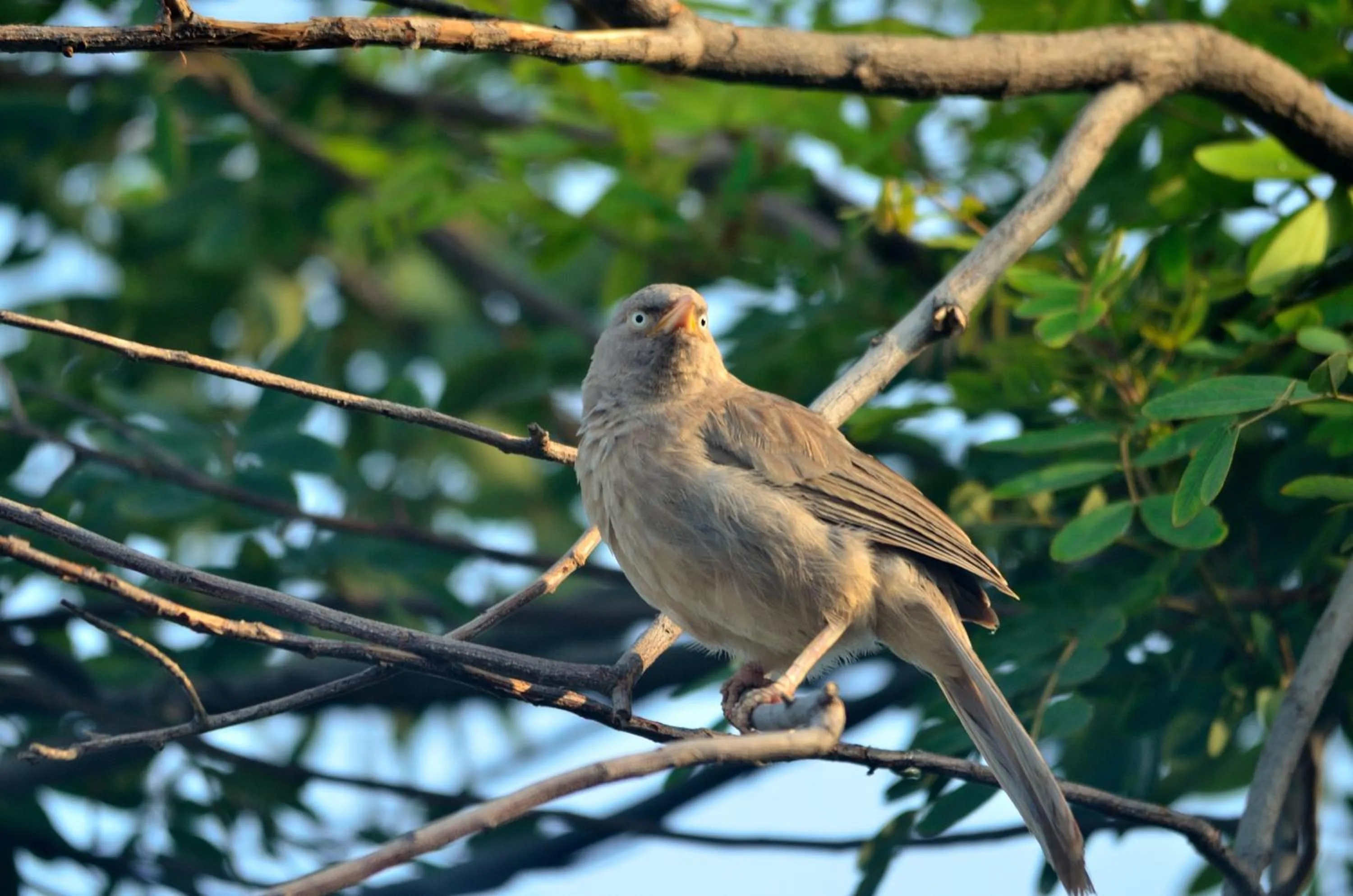 Animals in Nature Resort