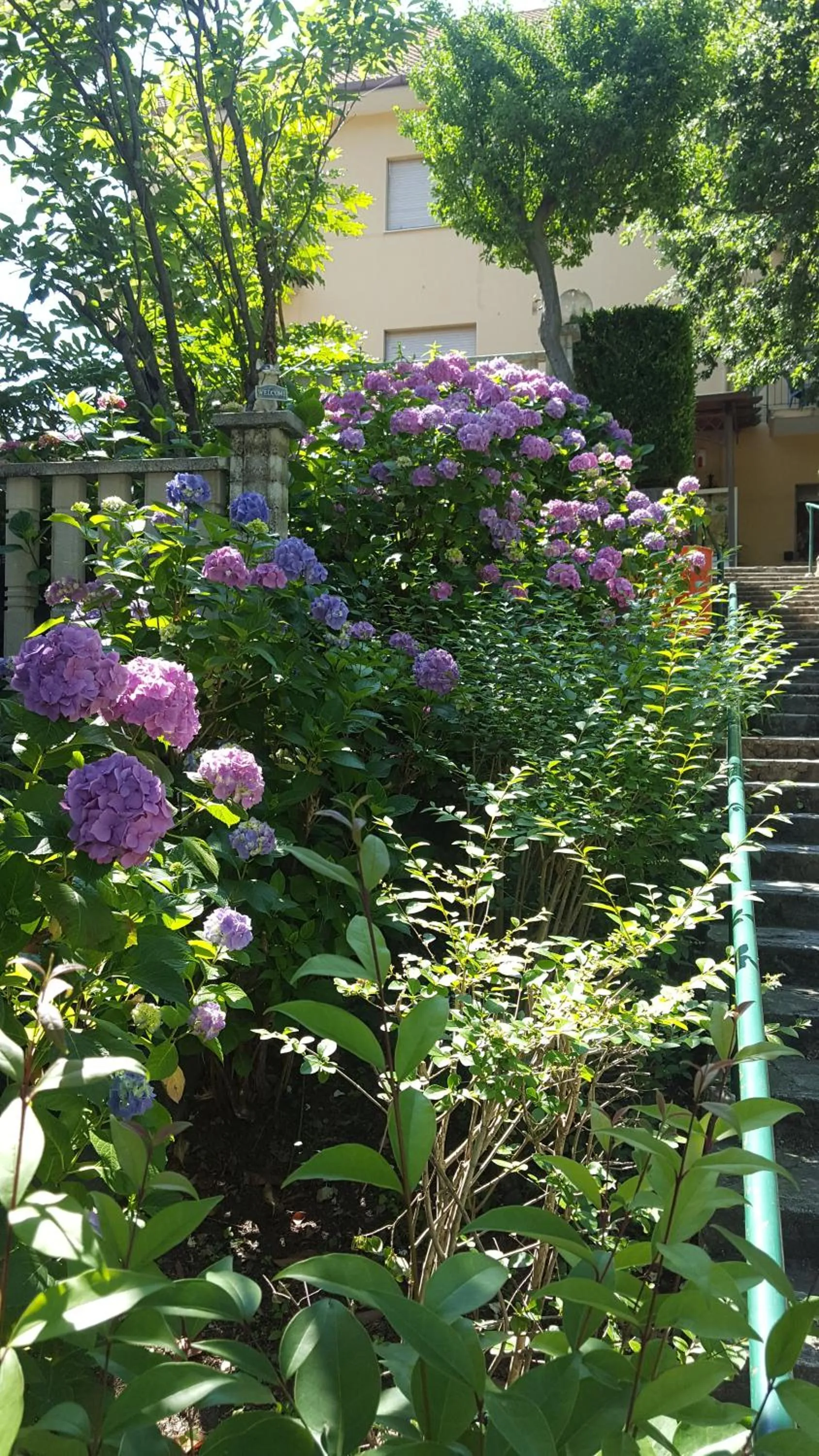 Garden in Hotel La Pineta