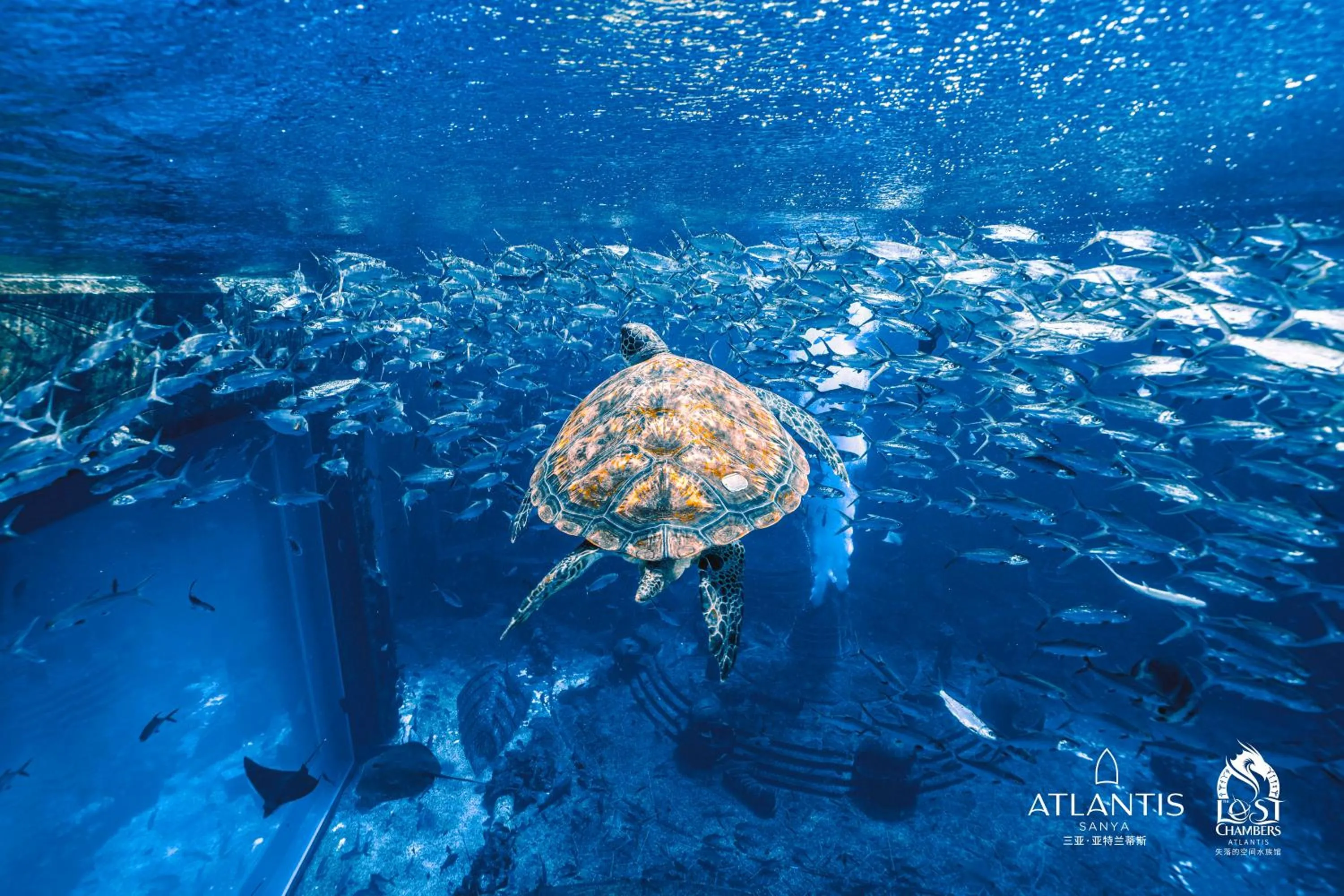Diving in Atlantis Sanya