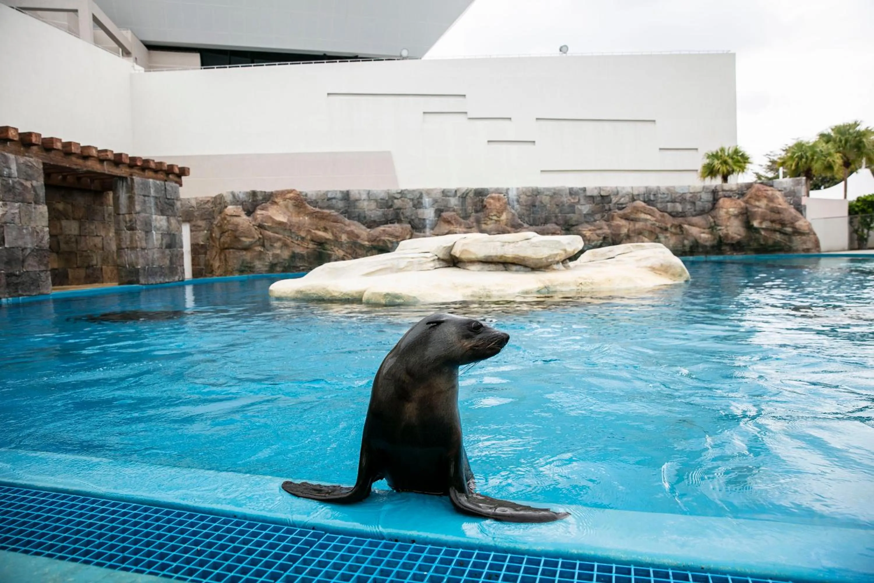 Animals in Atlantis Sanya