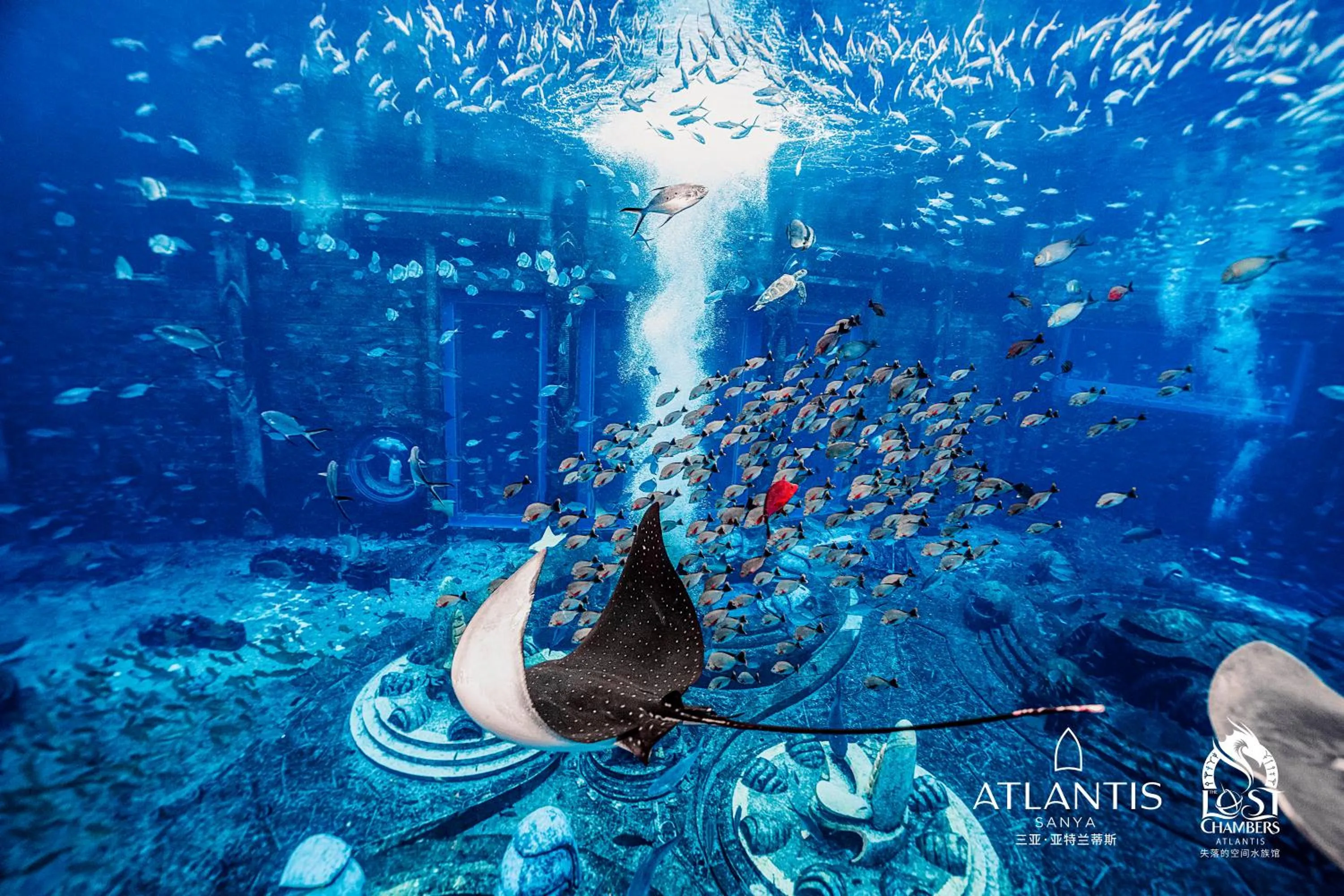 Diving in Atlantis Sanya