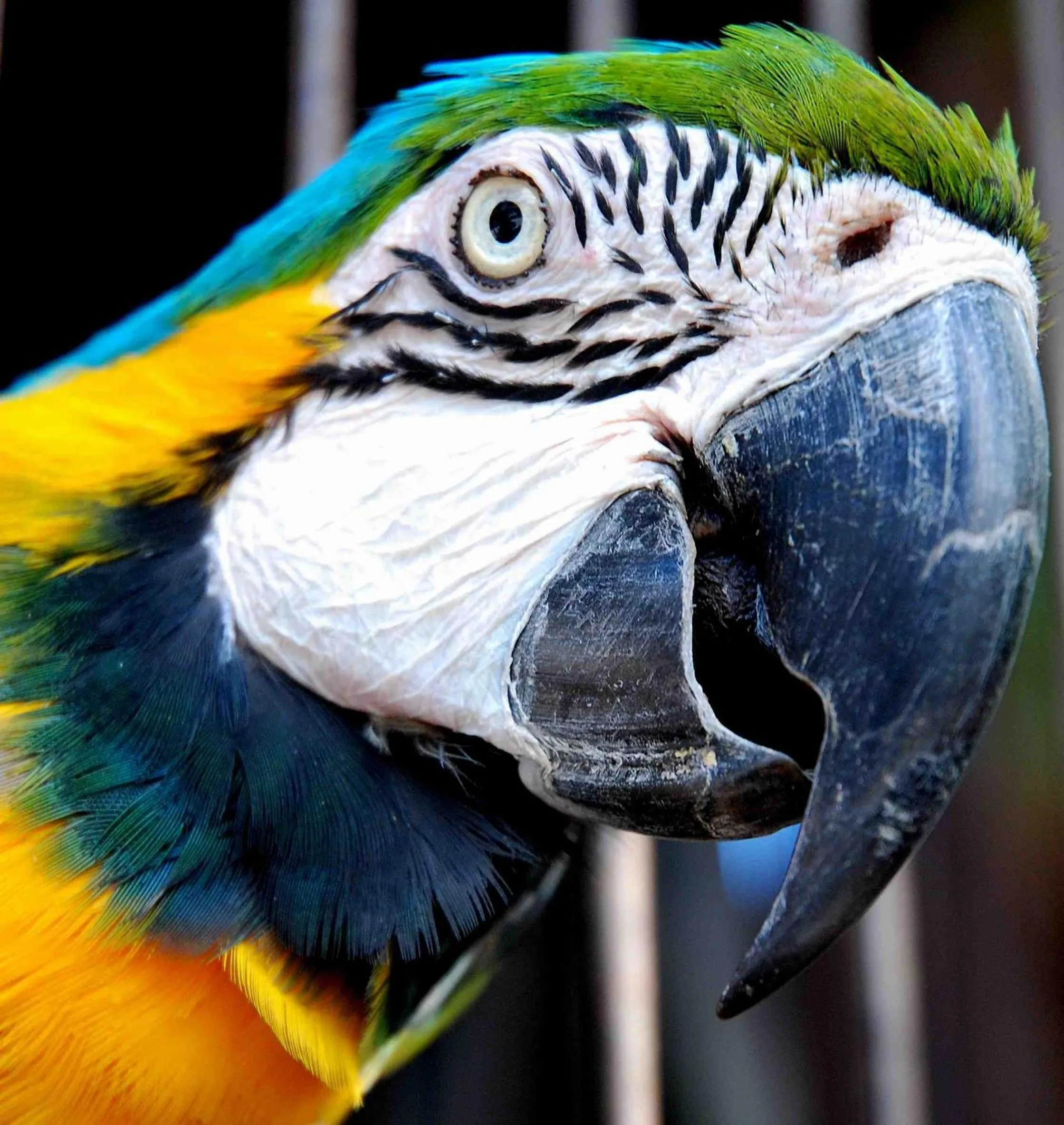 Animals in Ibis Bay Resort