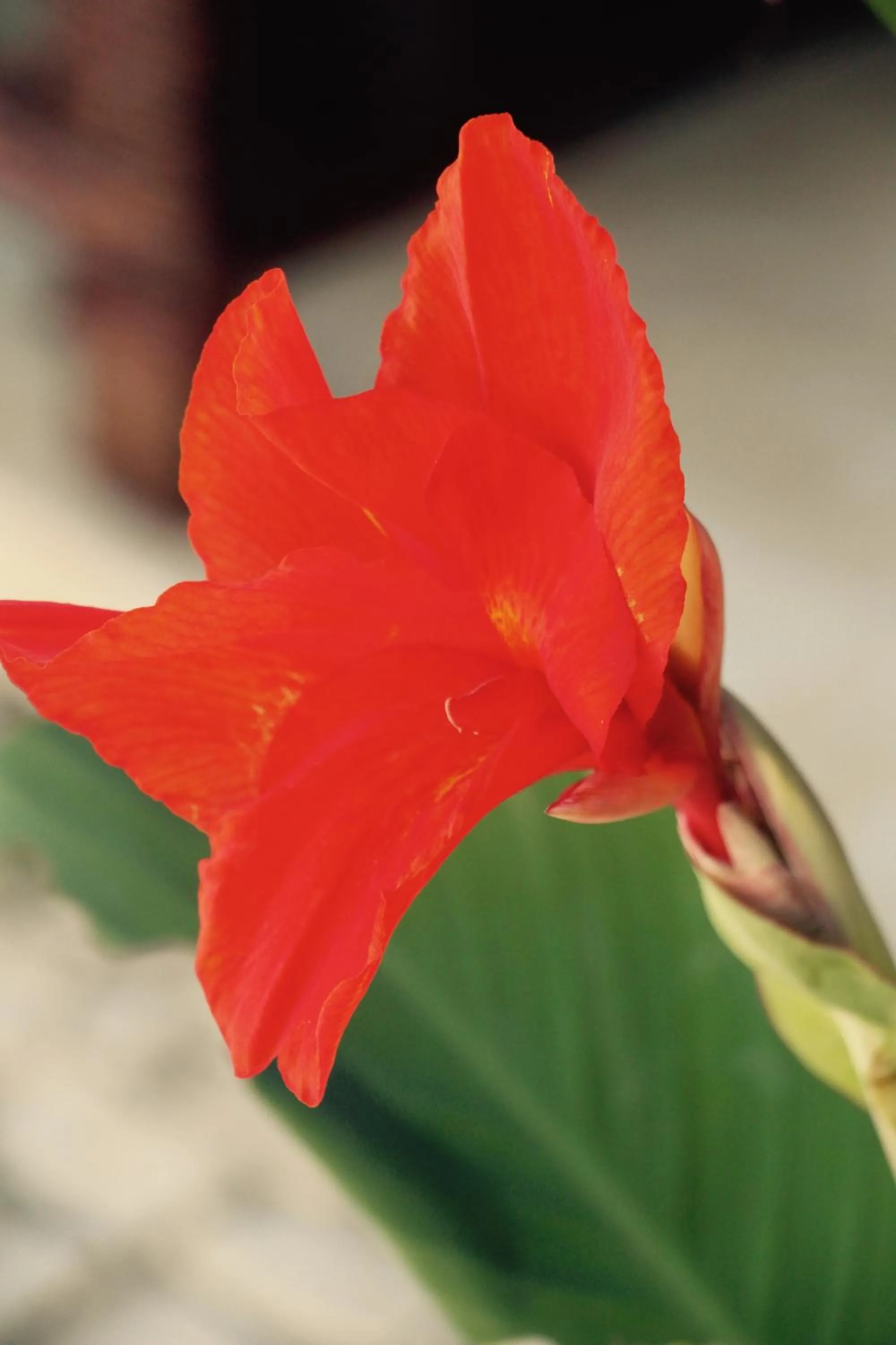 Garden in 0031 Boutique Hotel & Restaurant Cumbuco