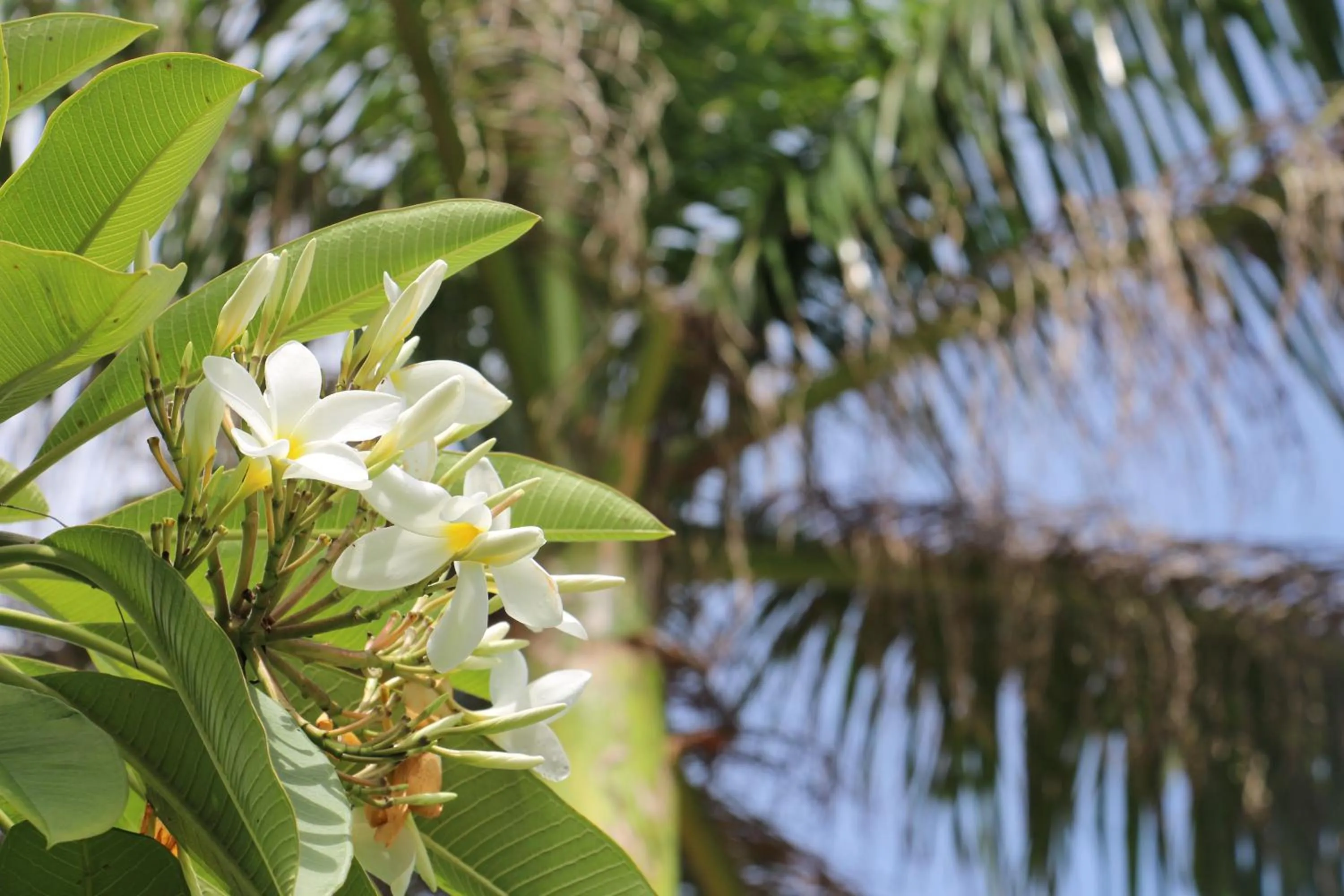 Decorative detail in 0031 Boutique Hotel & Restaurant Cumbuco