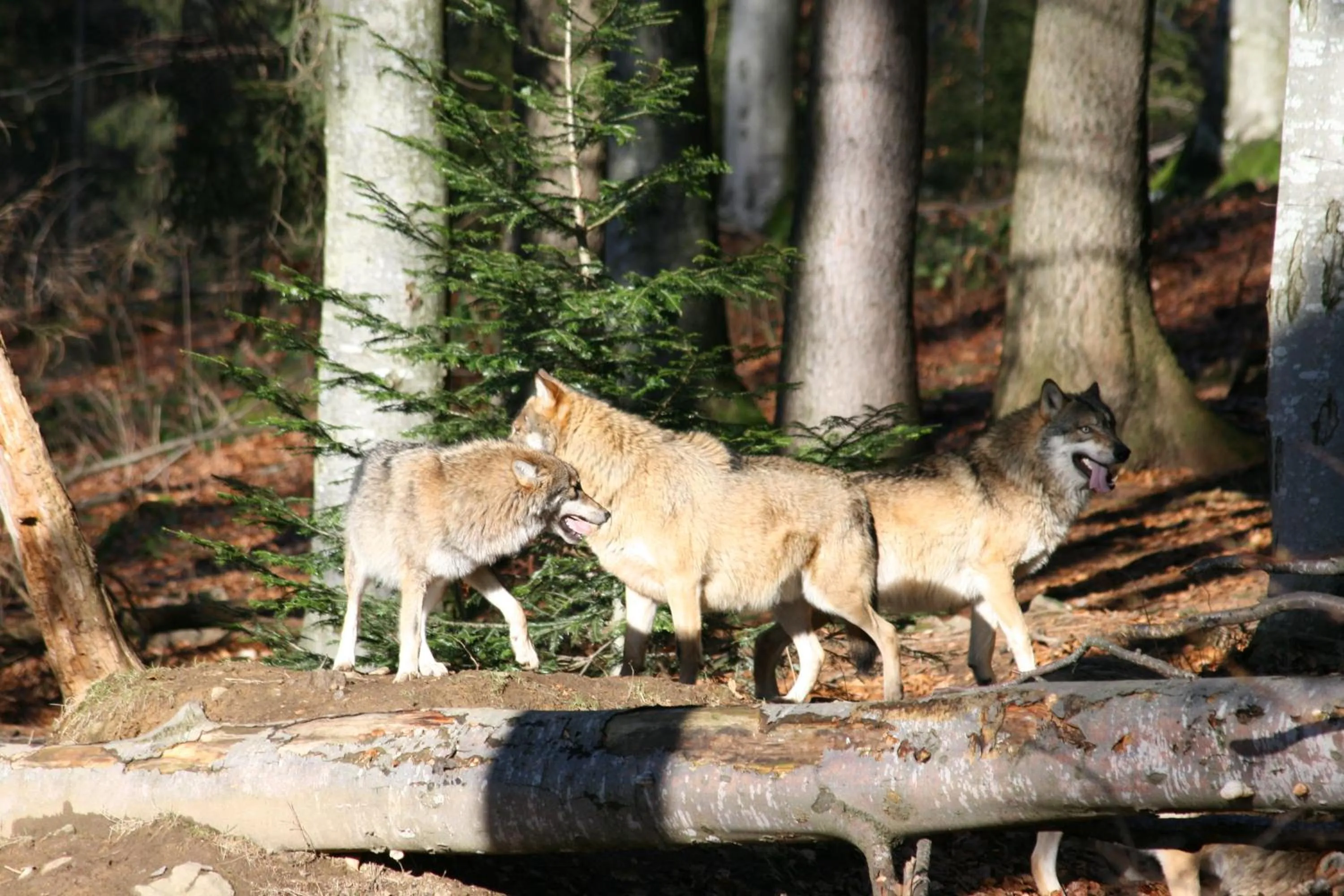 Animals in Hotel Landgasthof Hohenauer Hof