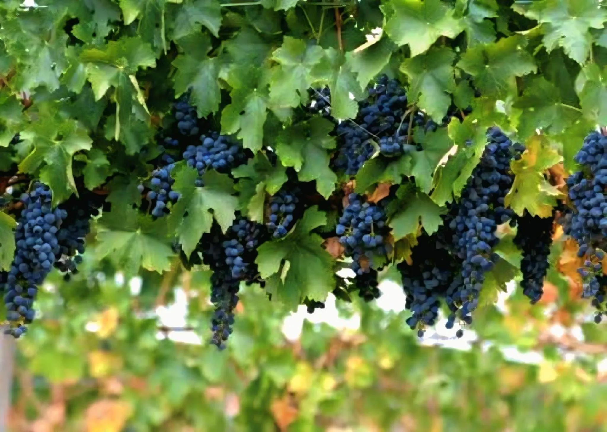 Activities in Dewantara Boutique Villa Resort Bali