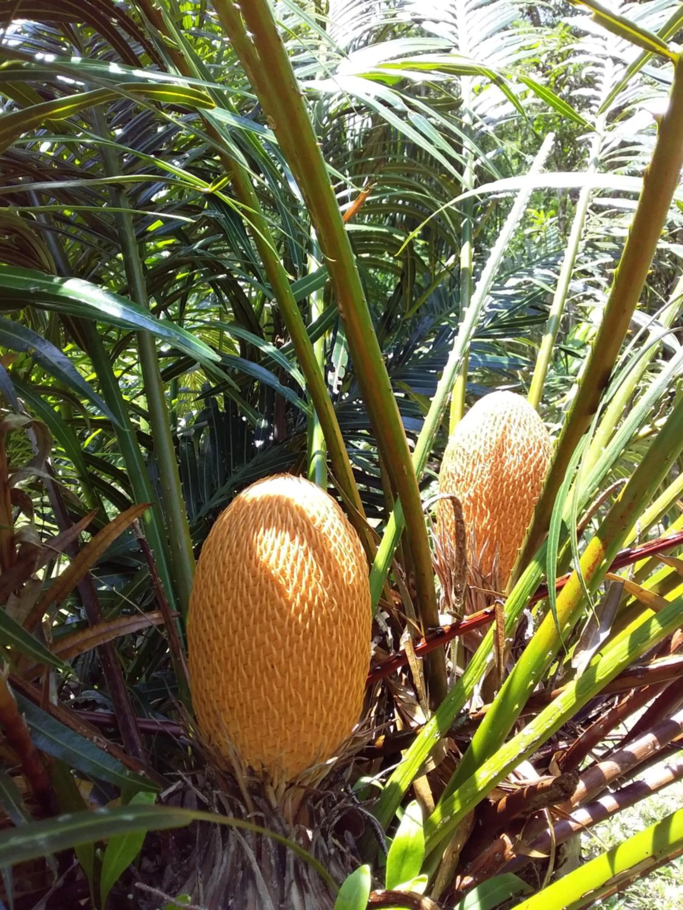 Beautiful Flower Resort