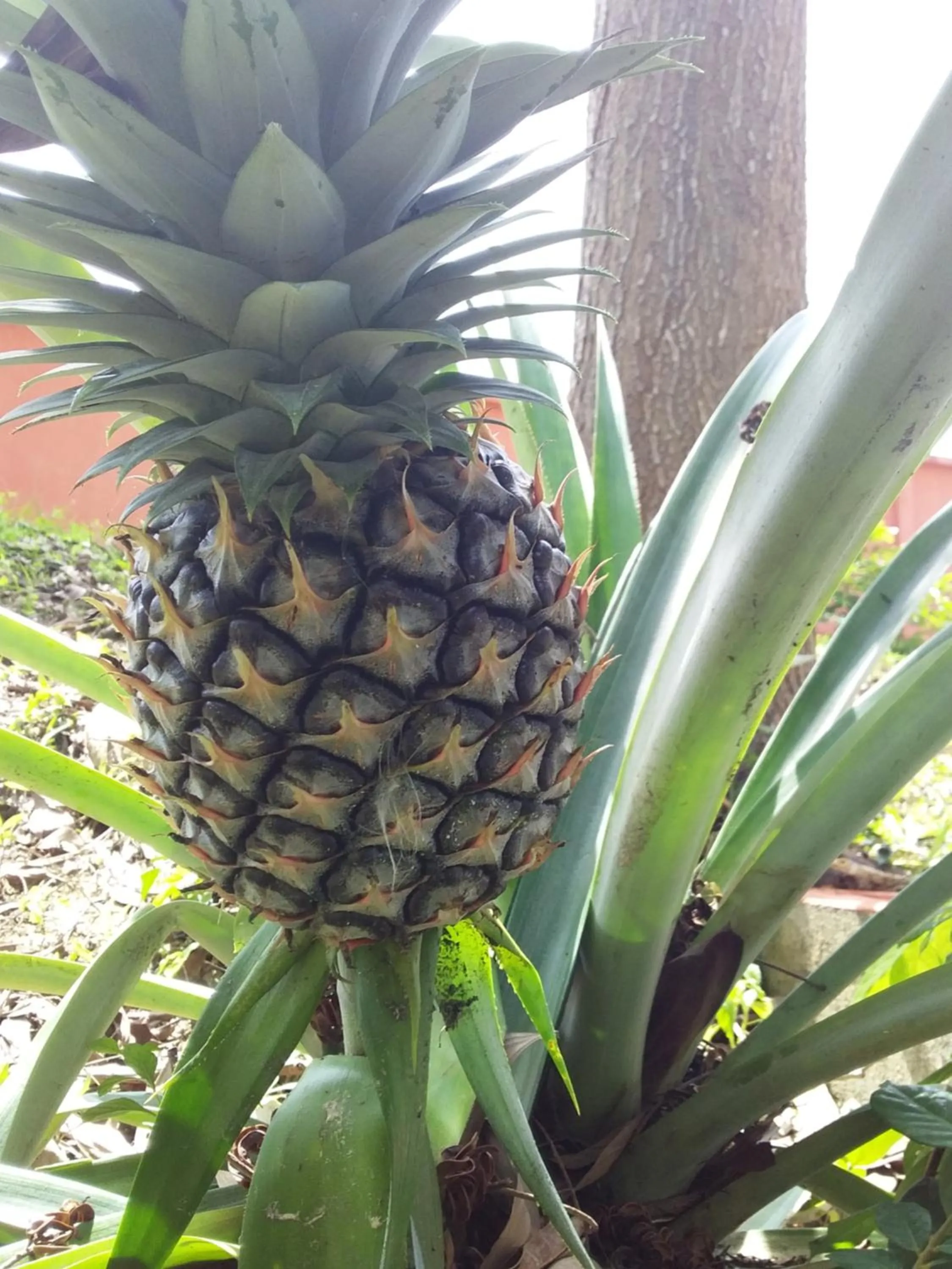 Beautiful Flower Resort