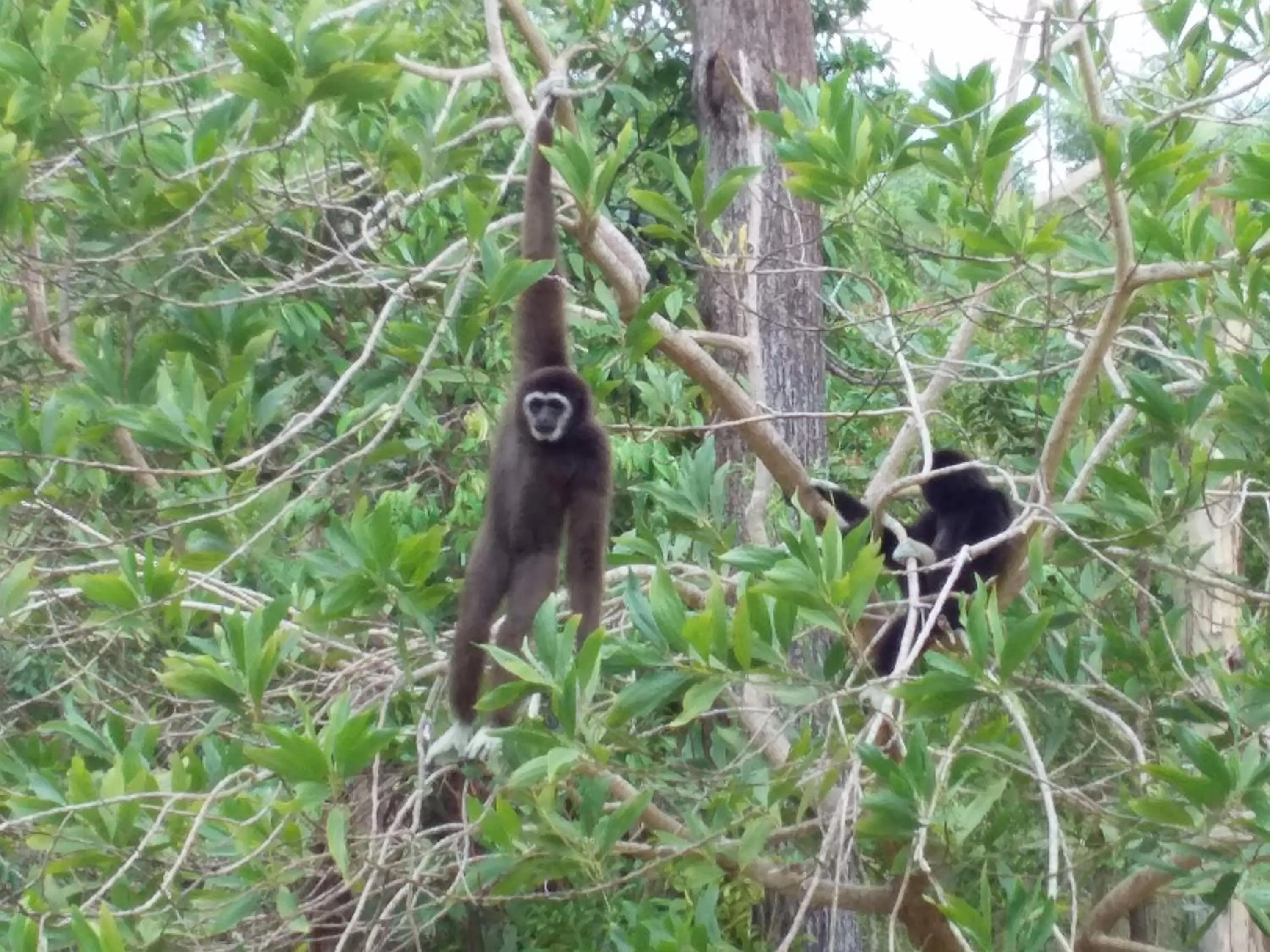 Beautiful Flower Resort