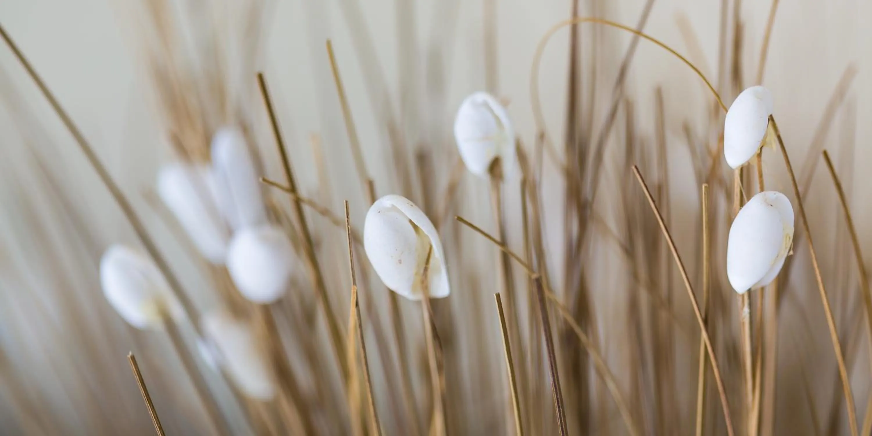 Decorative detail in Seashells Apartments Merimbula