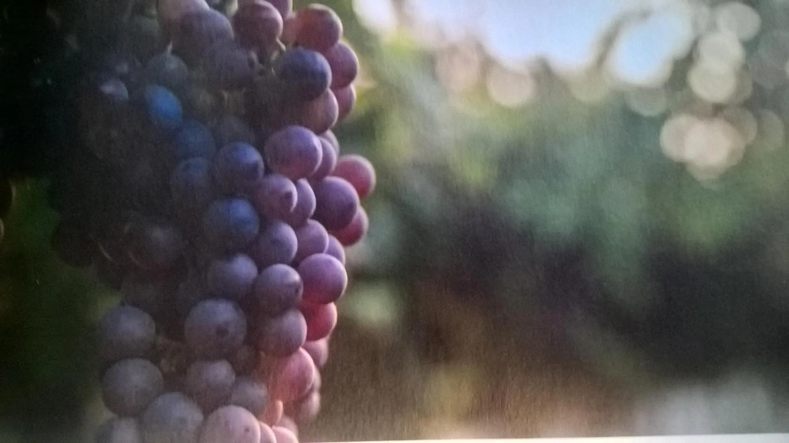 Natural landscape in ACERO ROSSO B&B in Franciacorta