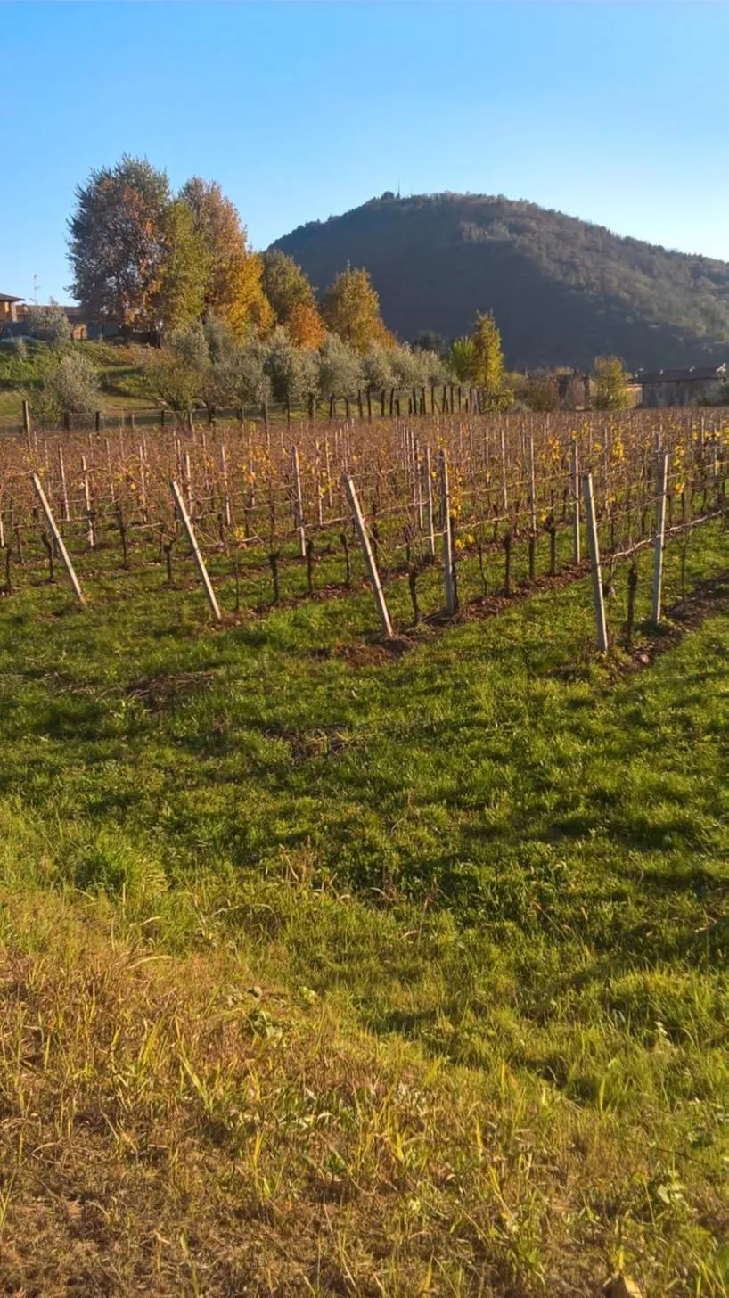 Neighbourhood in ACERO ROSSO B&B in Franciacorta