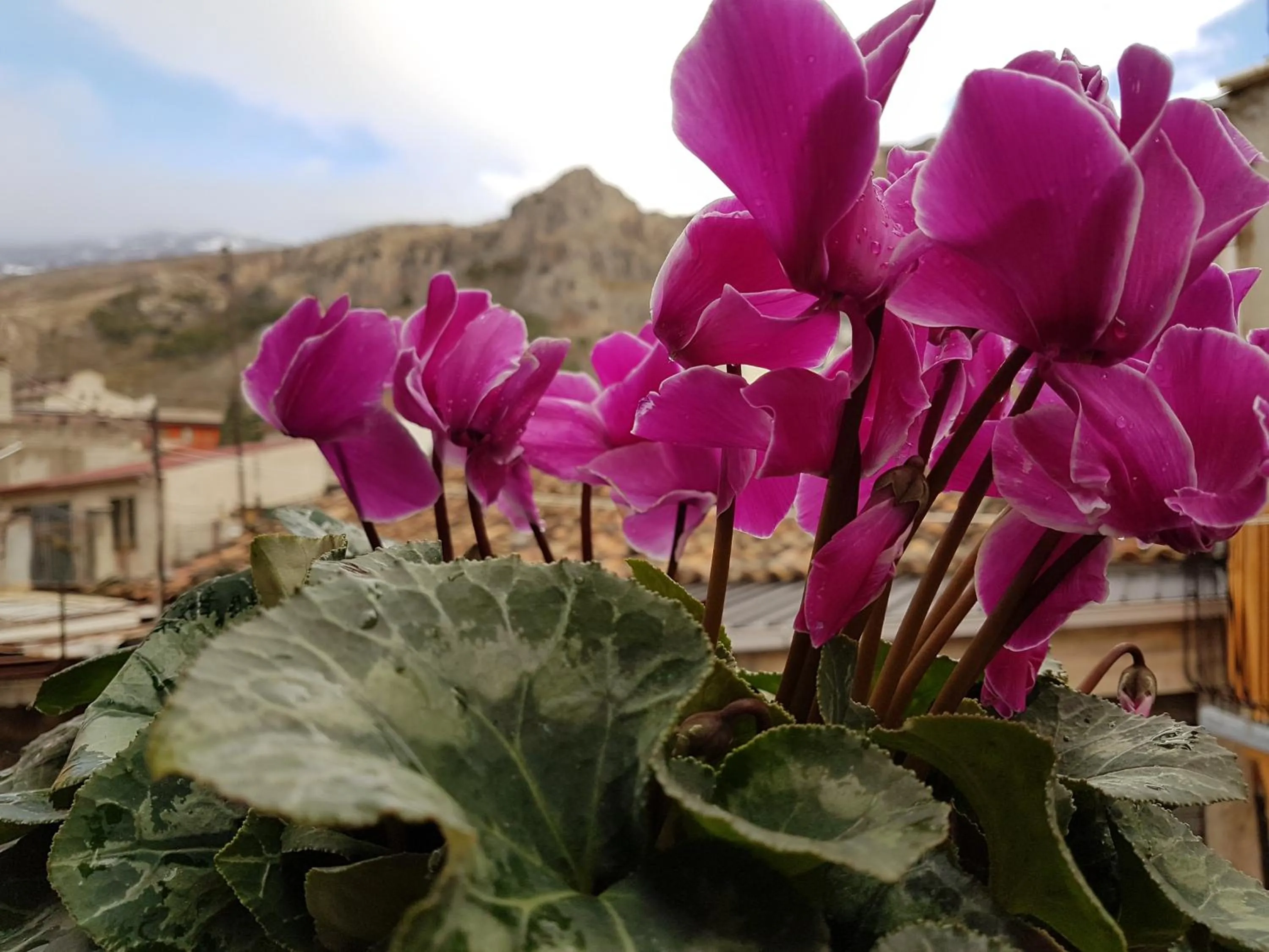 Mountain view in Il Vicoletto