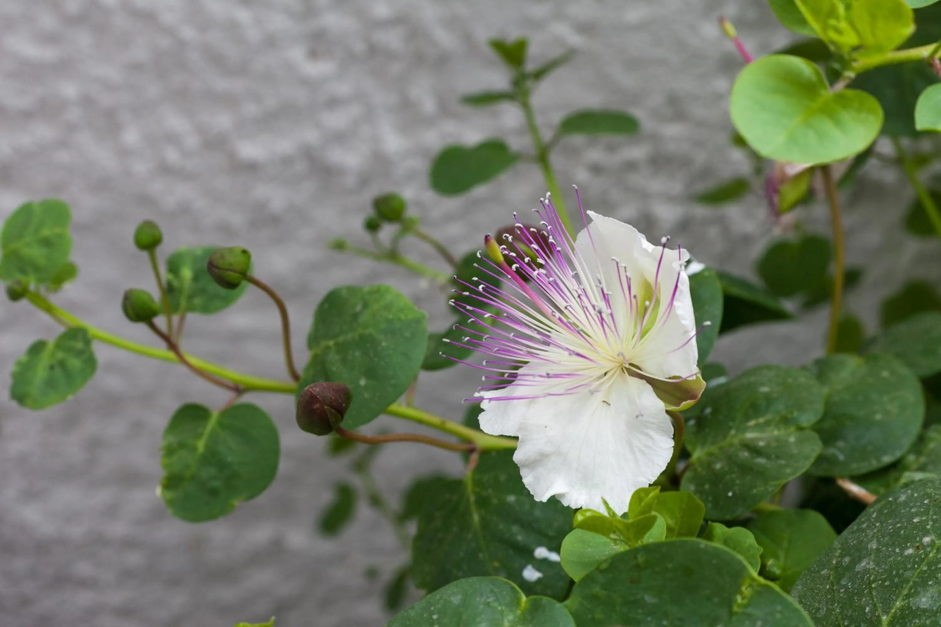 Decorative detail in Amaryllis Hotel