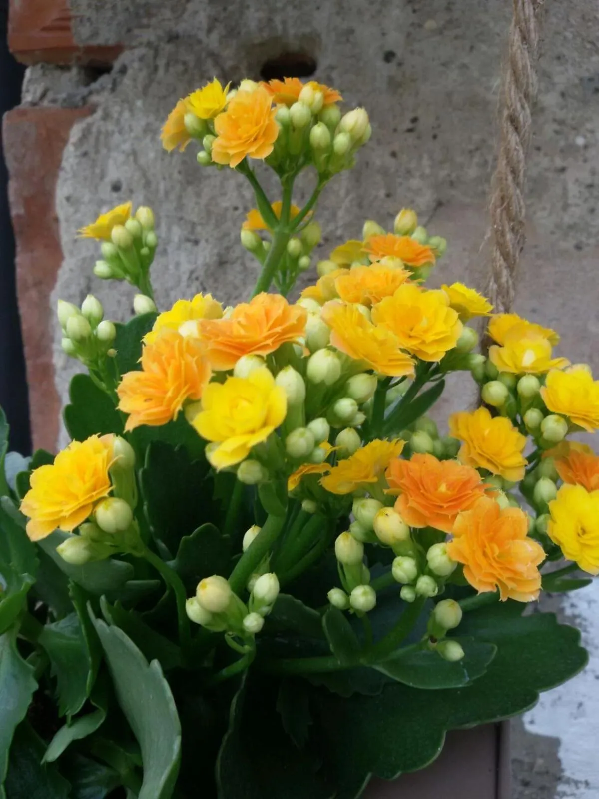 Zucchero sui Baffi- Food Lovers B&B