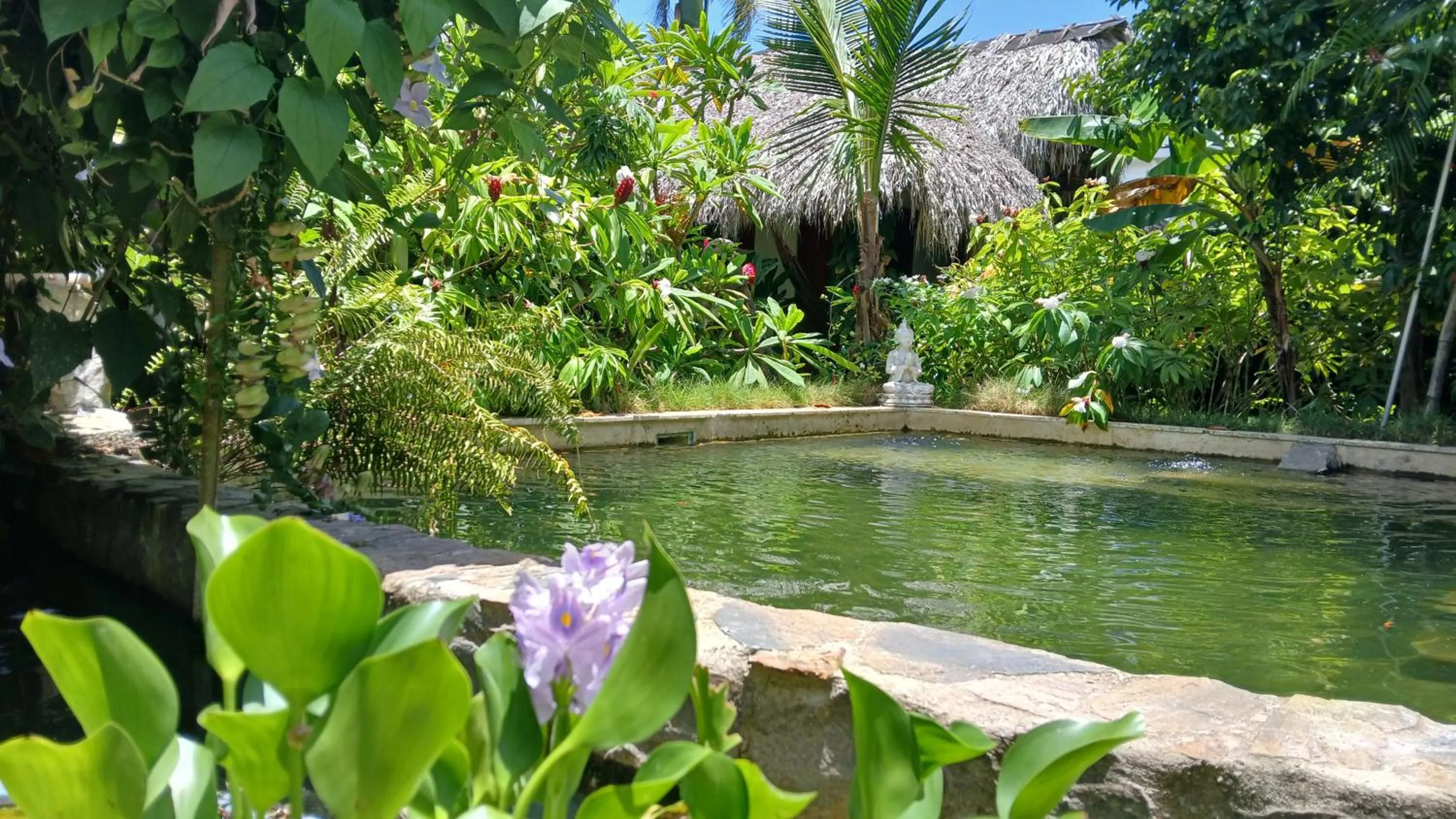 Pool view in Casa Picaflor B&B