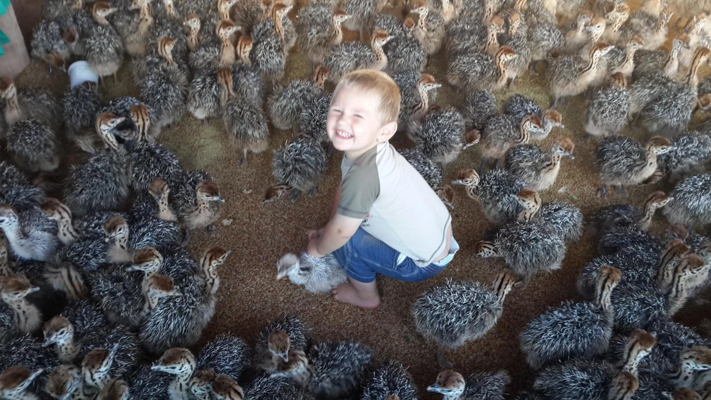 People in Old Mill Lodge, Seasonal Working Ostrich Farm & Restaurant, Oudtshoorn