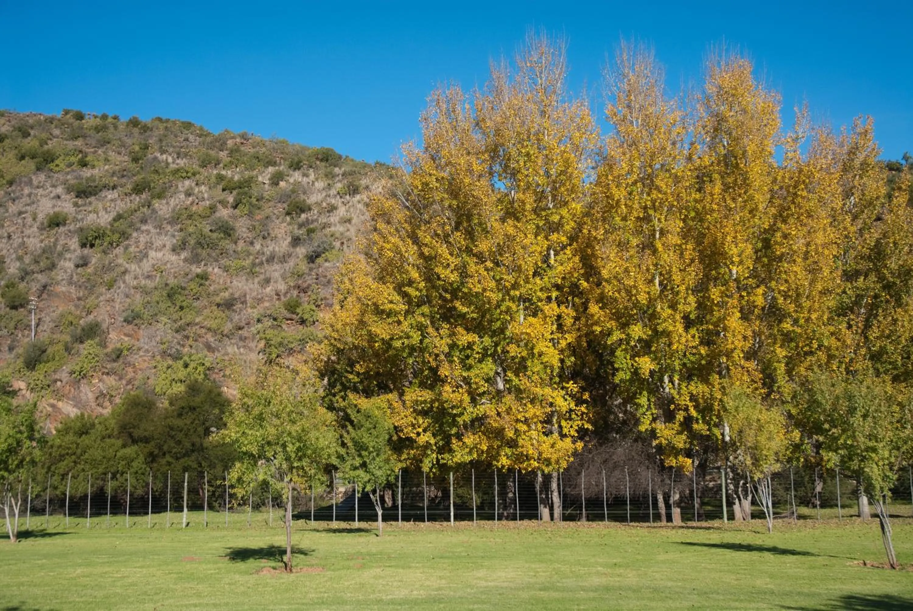 Spring in Old Mill Lodge, Seasonal Working Ostrich Farm & Restaurant, Oudtshoorn