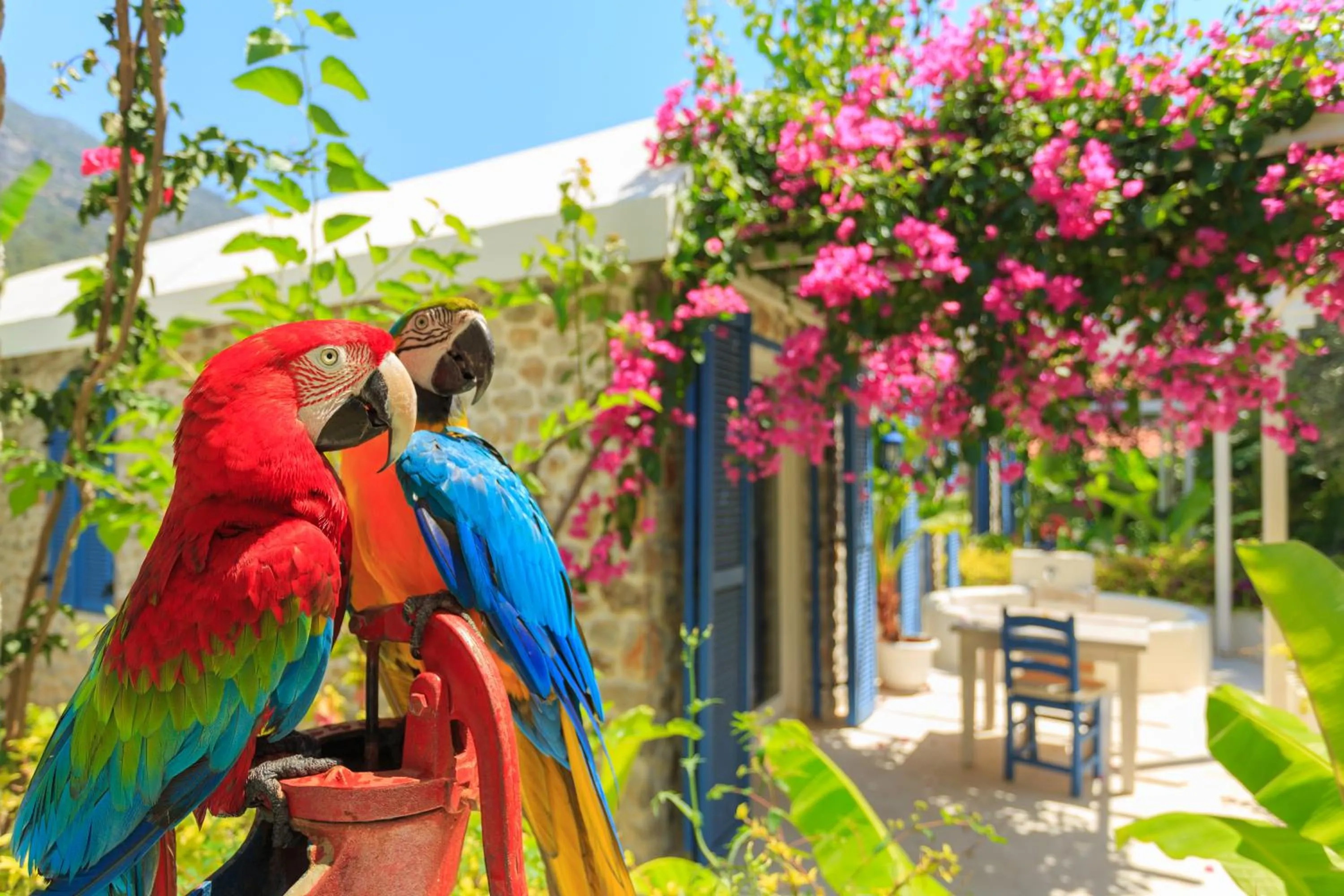 Animals in Flamingo Hotel & Spa - Pet Friendly