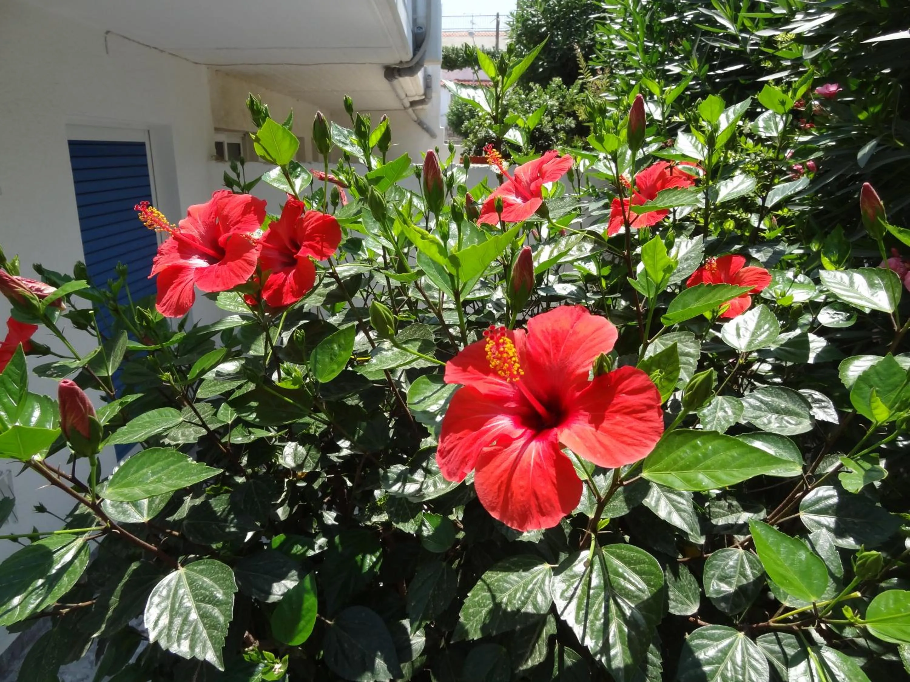 Garden in Michalis Studios & Apartments