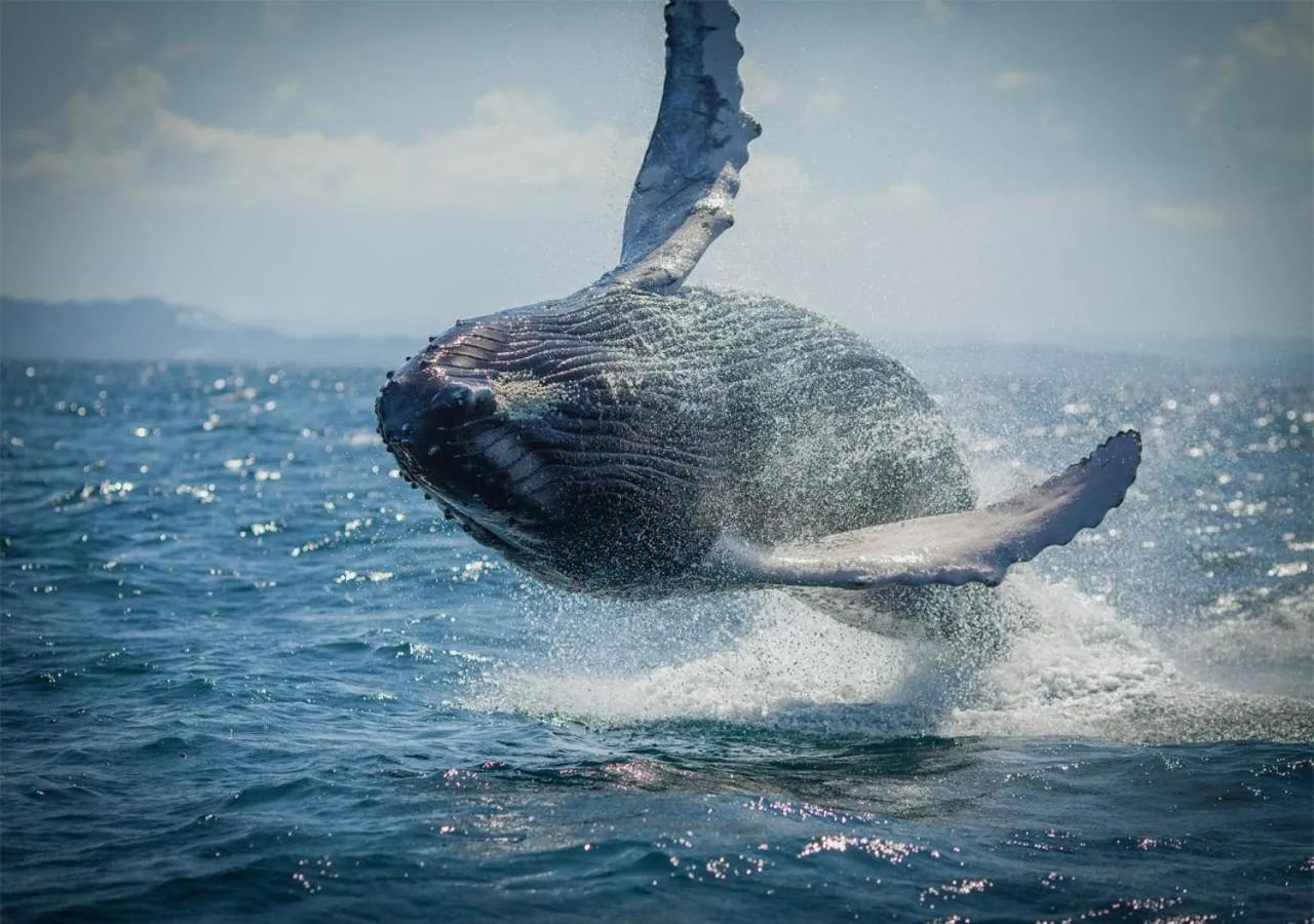 Off site in Paradiso del Caribe