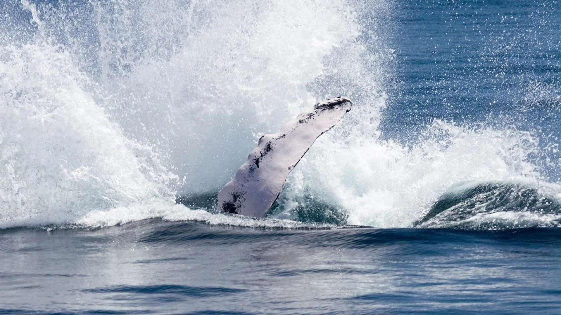 Natural landscape in Paradiso del Caribe