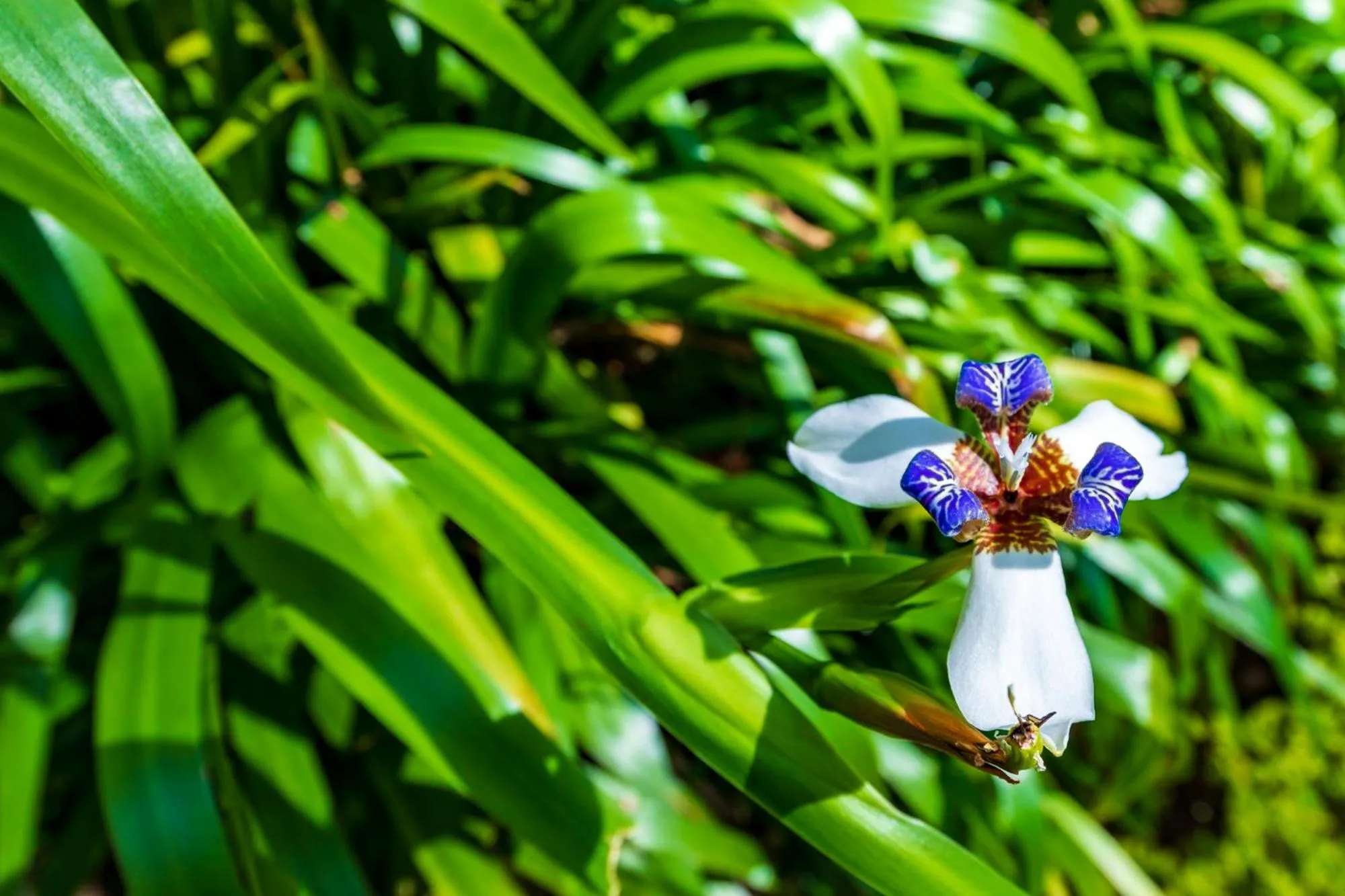 Garden in The Tall Trees