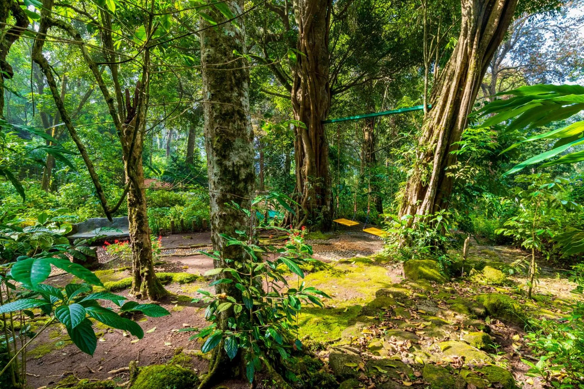 Natural landscape in The Tall Trees