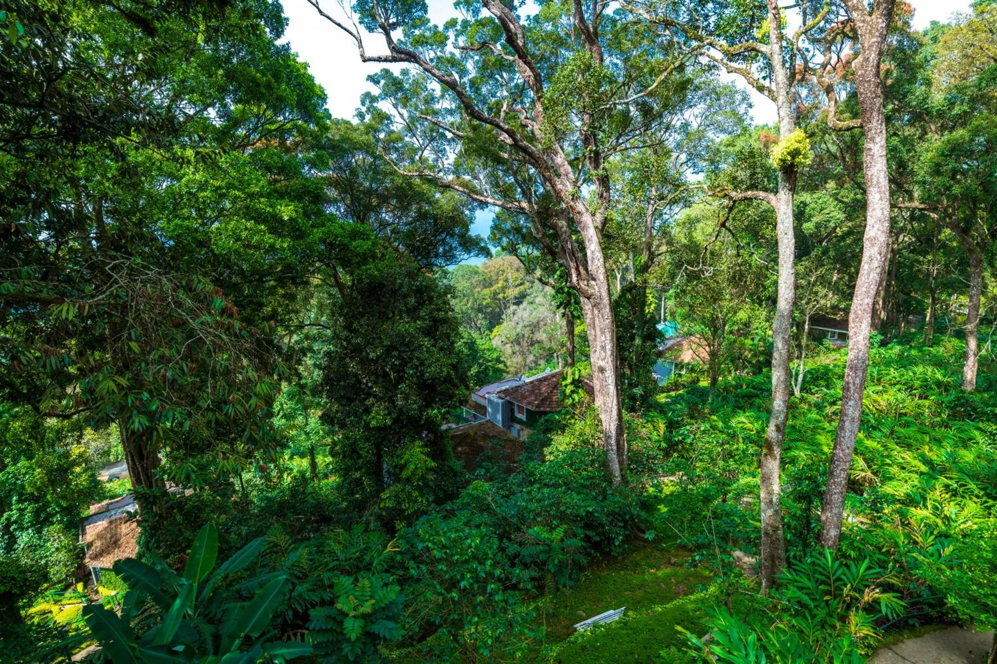 Garden view in The Tall Trees
