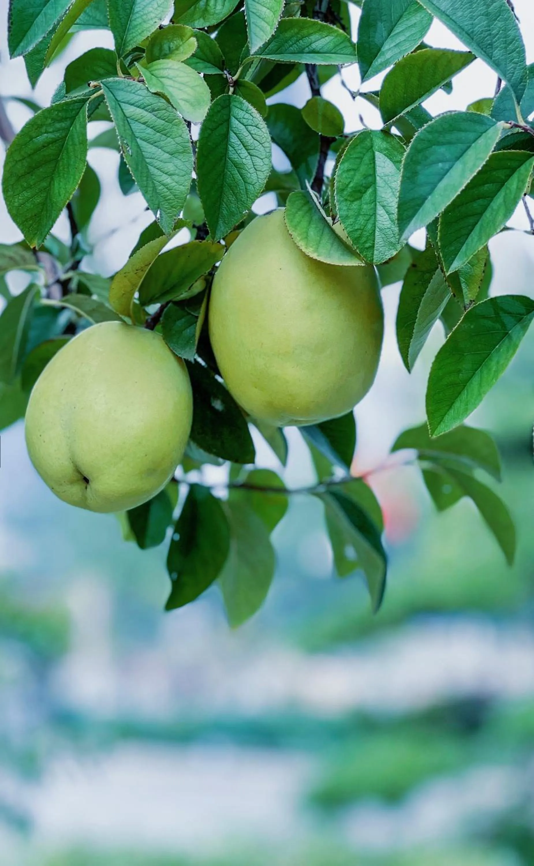 View (from property/room) in Crowne Plaza Zhengzhou by IHG