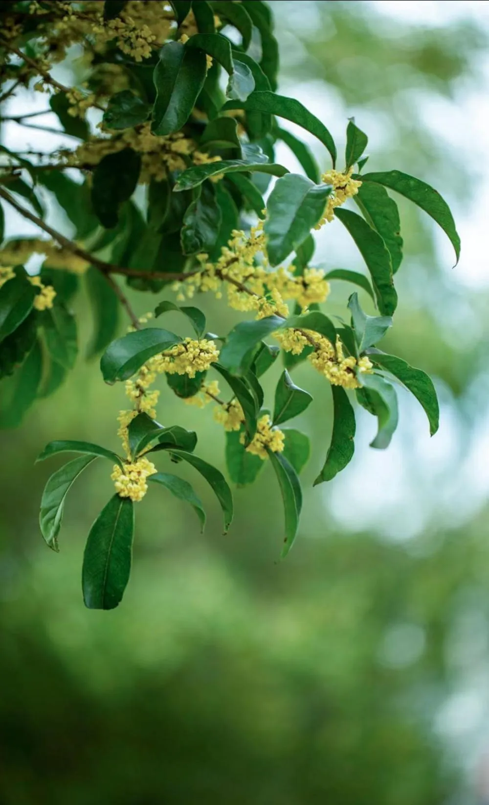 Garden view in Crowne Plaza Zhengzhou by IHG