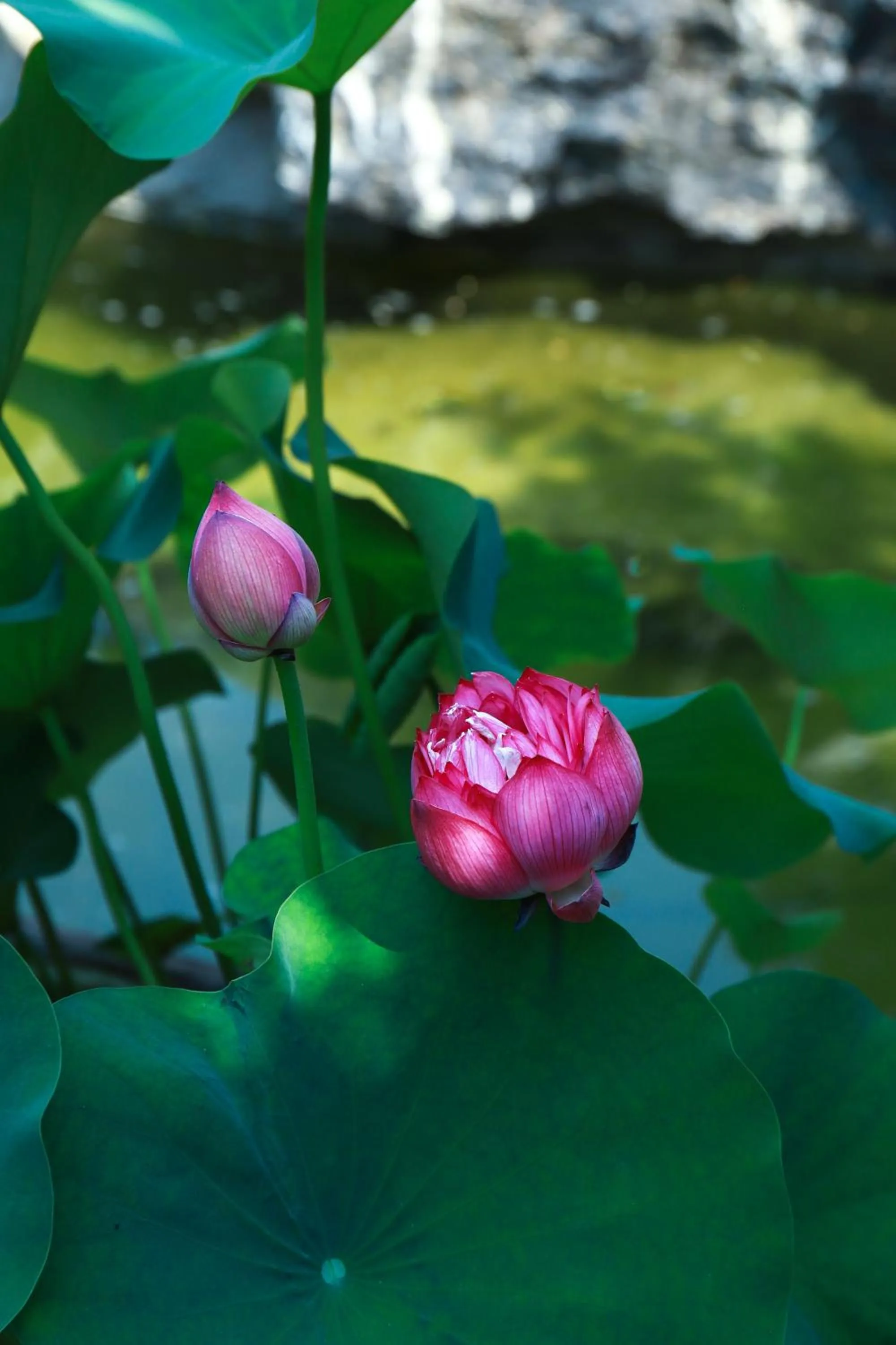 Garden in Crowne Plaza Zhengzhou by IHG