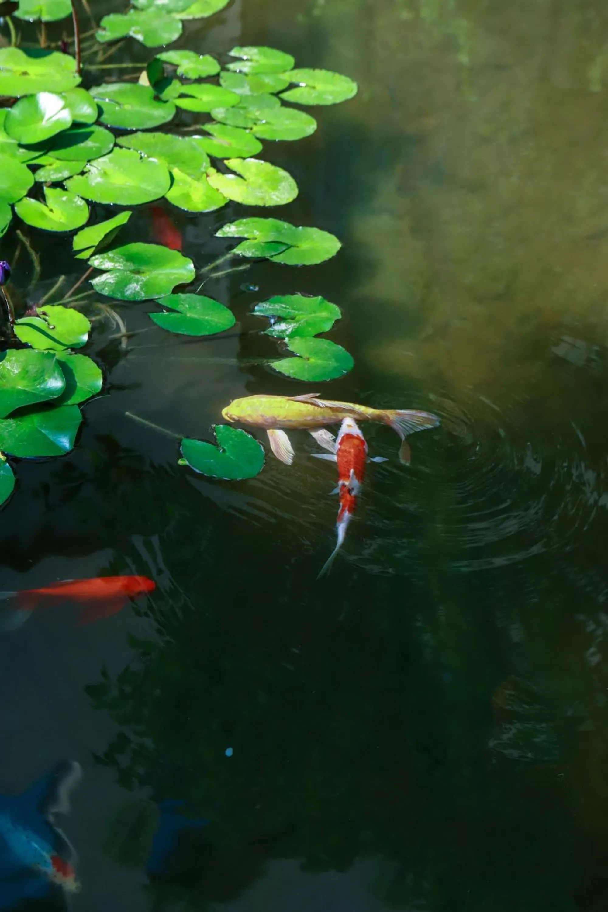 Garden view in Holiday Inn Zhengzhou Zhongzhou by IHG