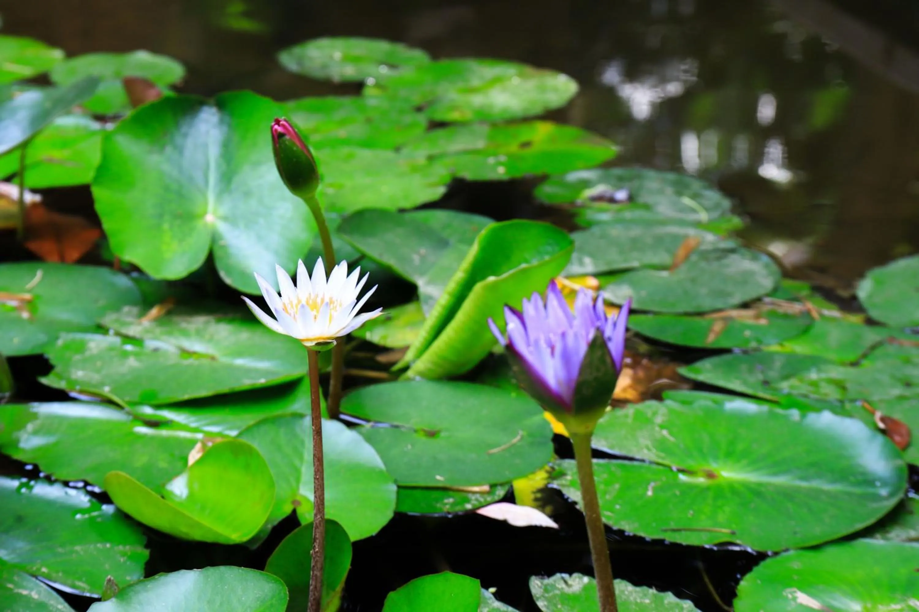 Garden in Holiday Inn Express Zhengzhou Zhongzhou by IHG