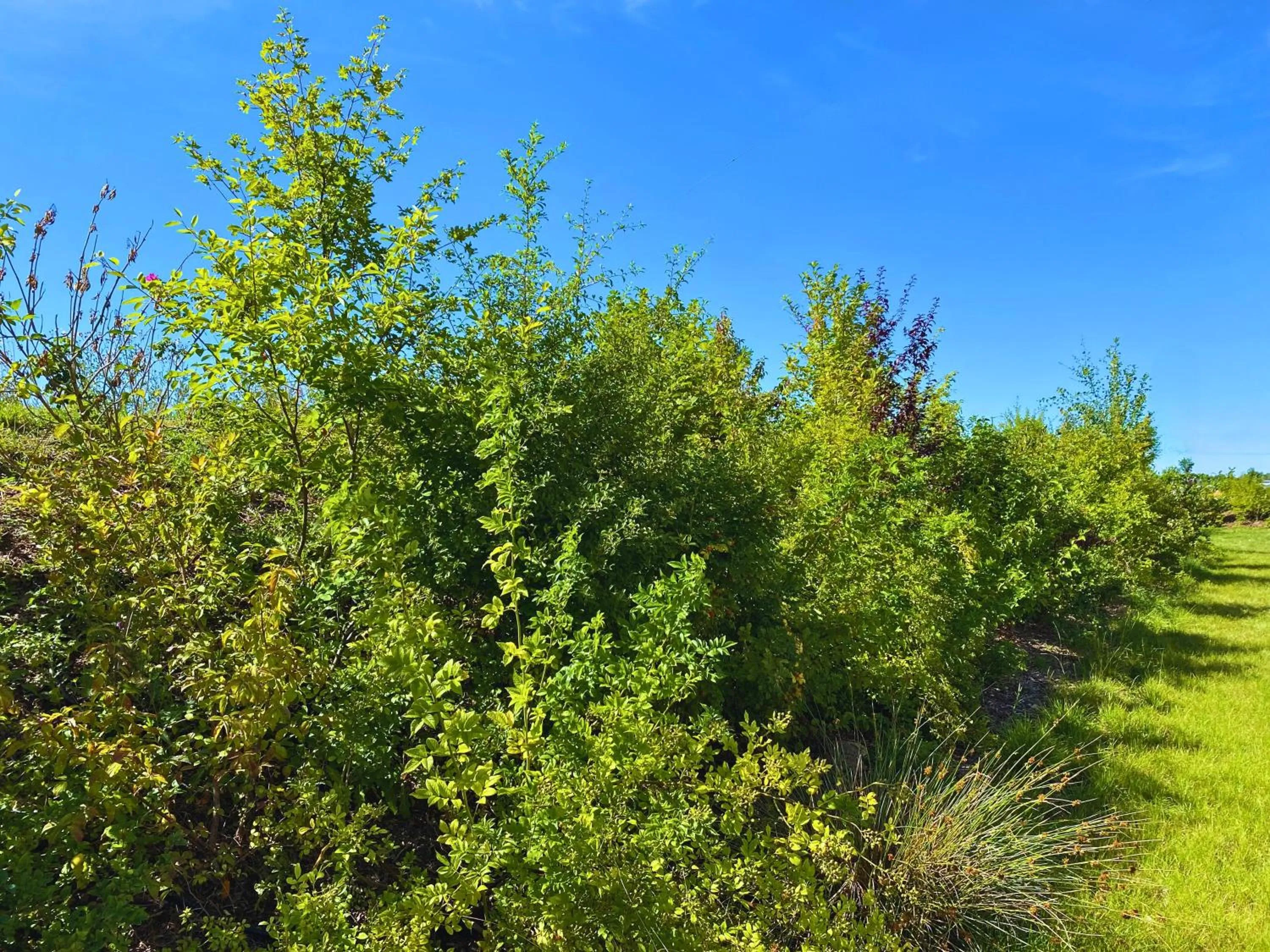 Garden in Avaneo Hotel Marktredwitz