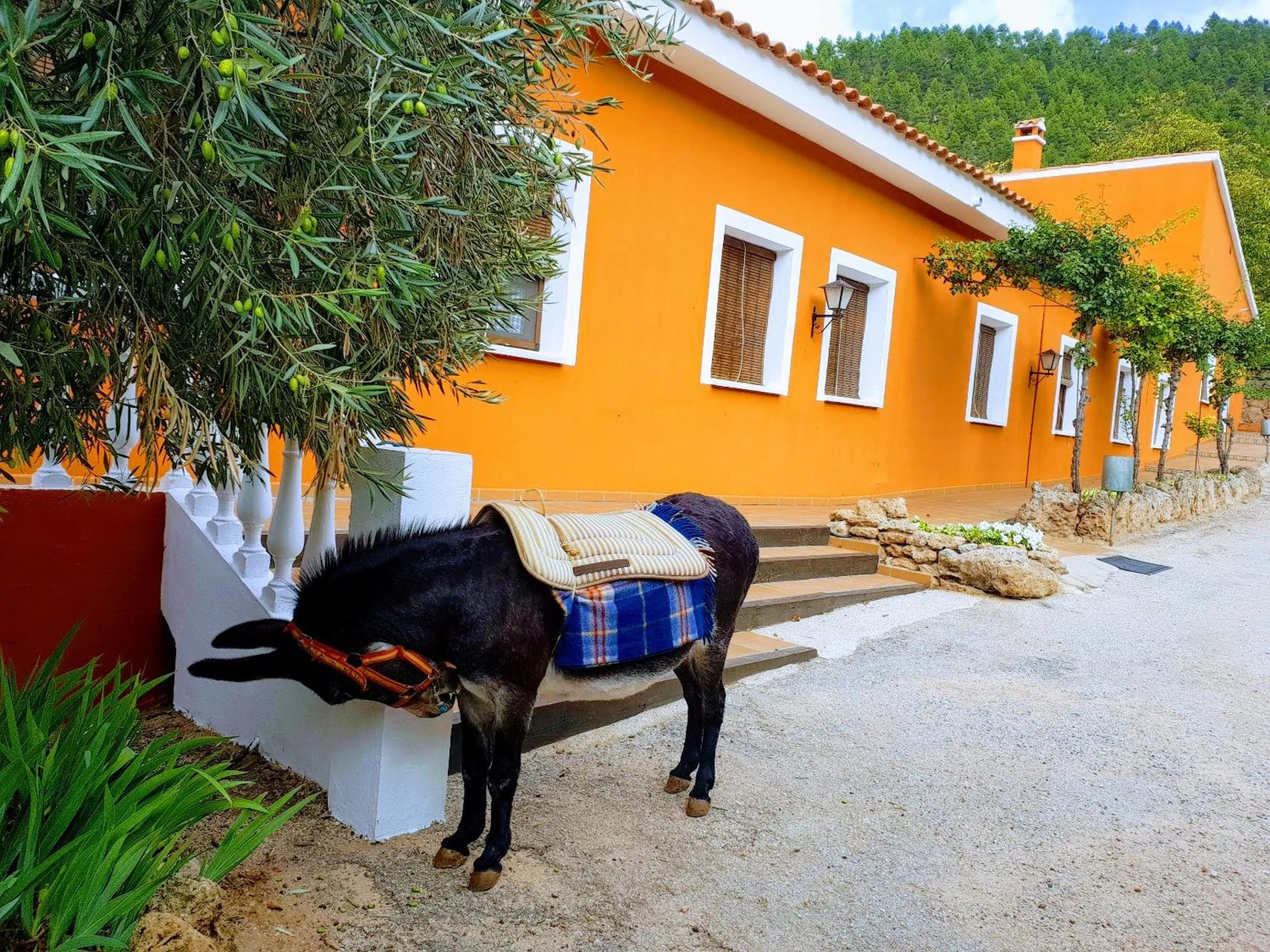 Animals in Hospedium Hotel Val de Pinares