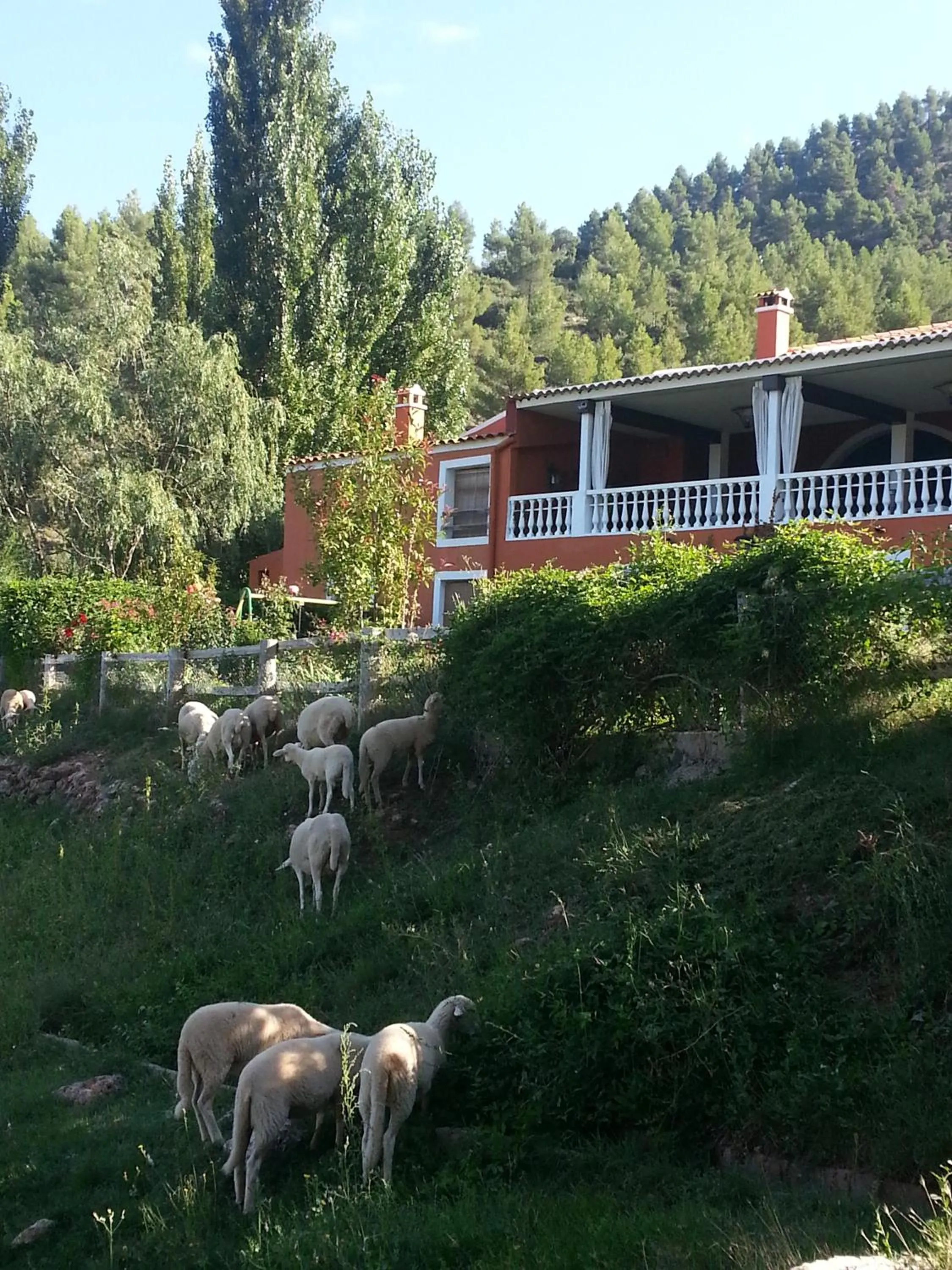 Animals in Hospedium Hotel Val de Pinares