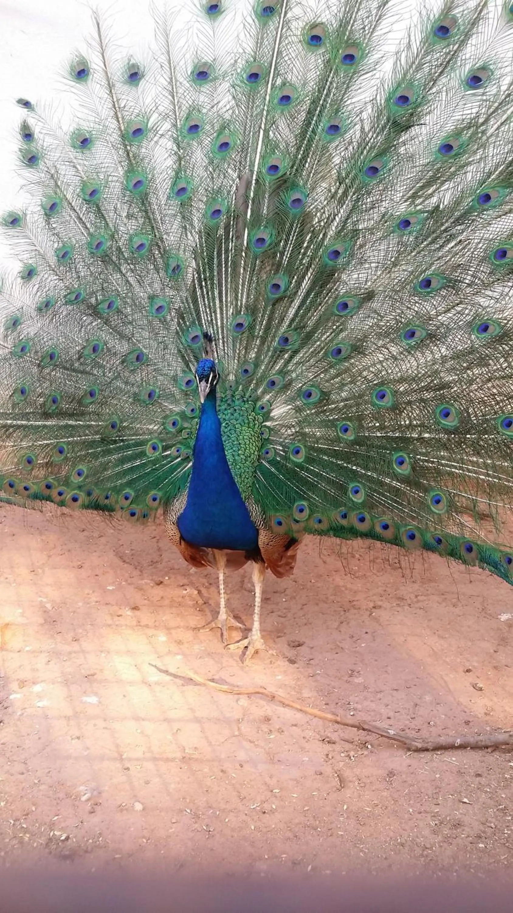 Animals in Hospedium Hotel Val de Pinares