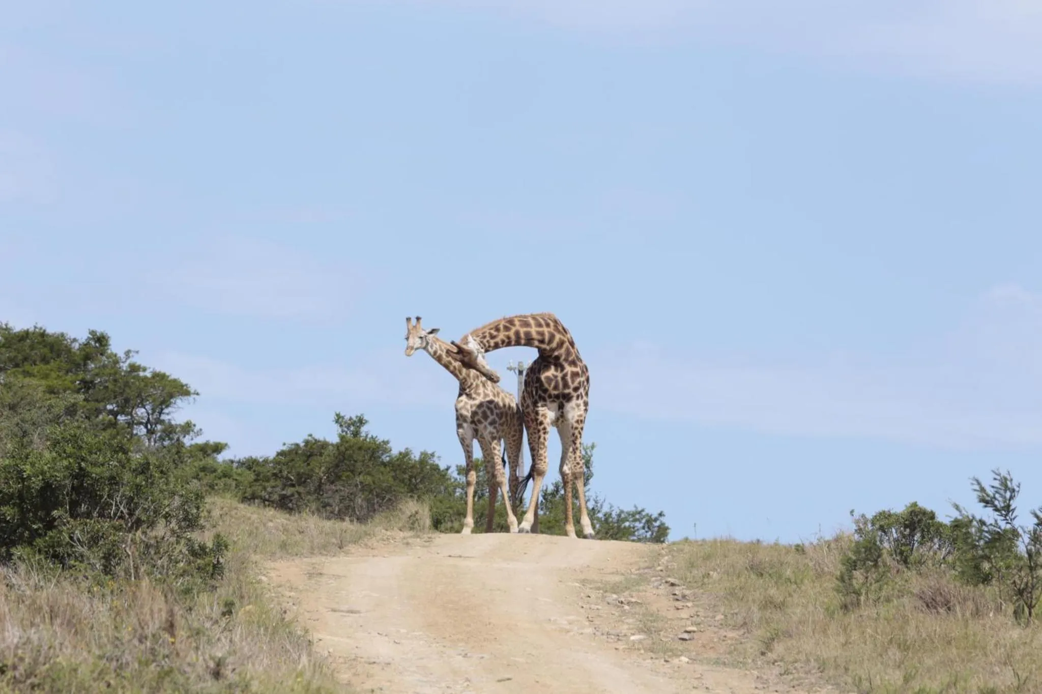 Animals in Horseshoe Game Reserve