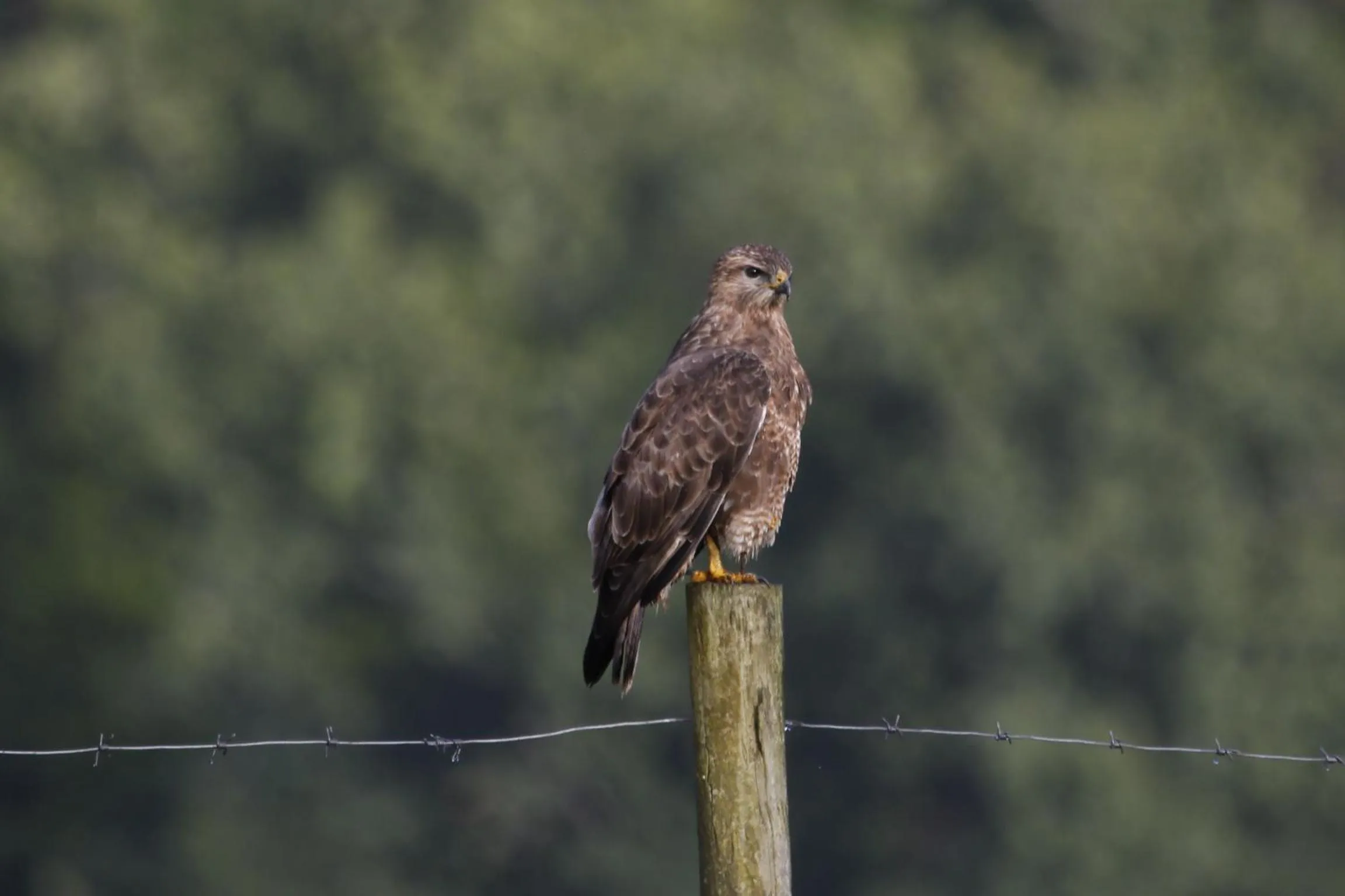 Horseshoe Game Reserve
