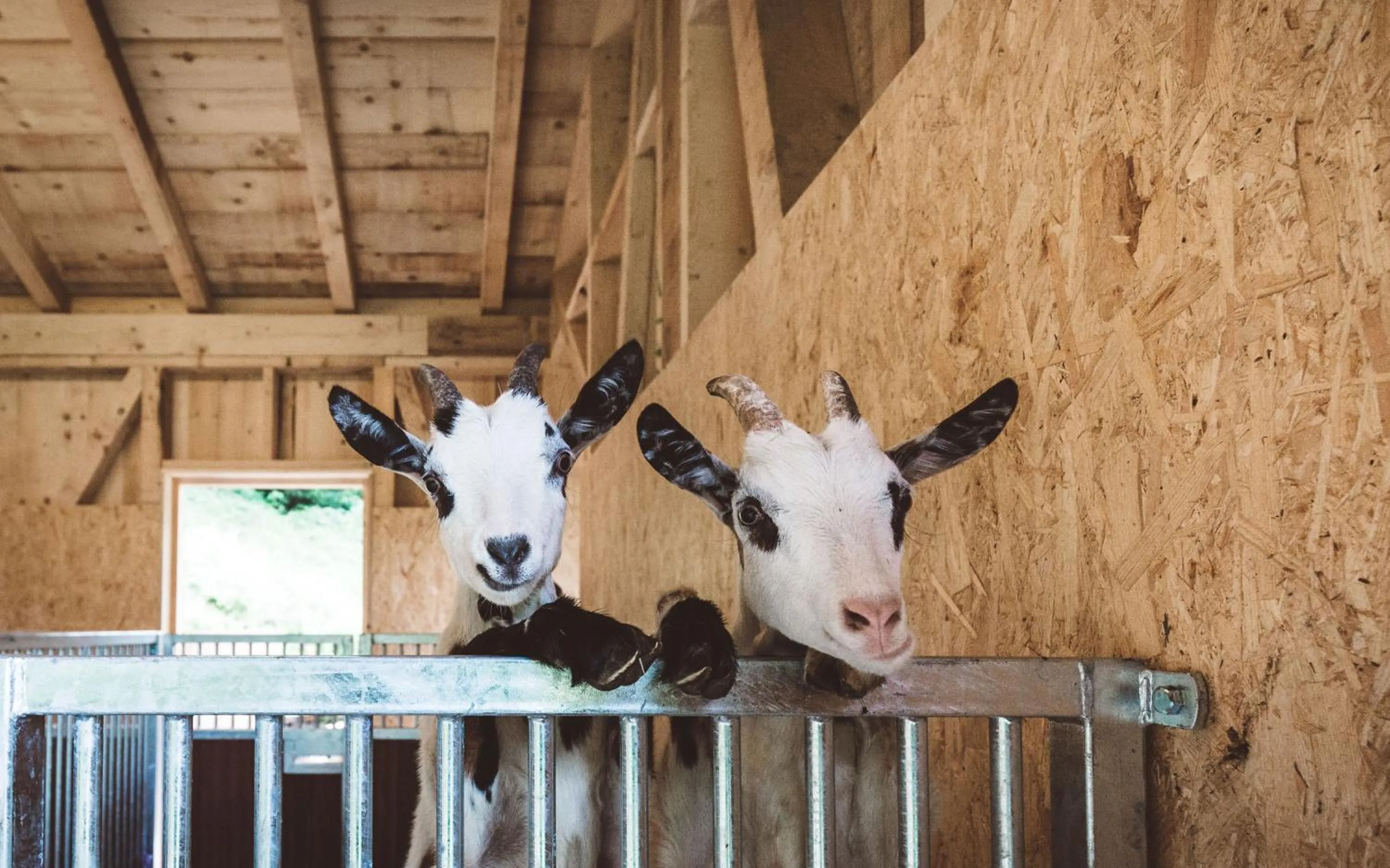 Animals in Habachklause Familien Bauernhof Resort