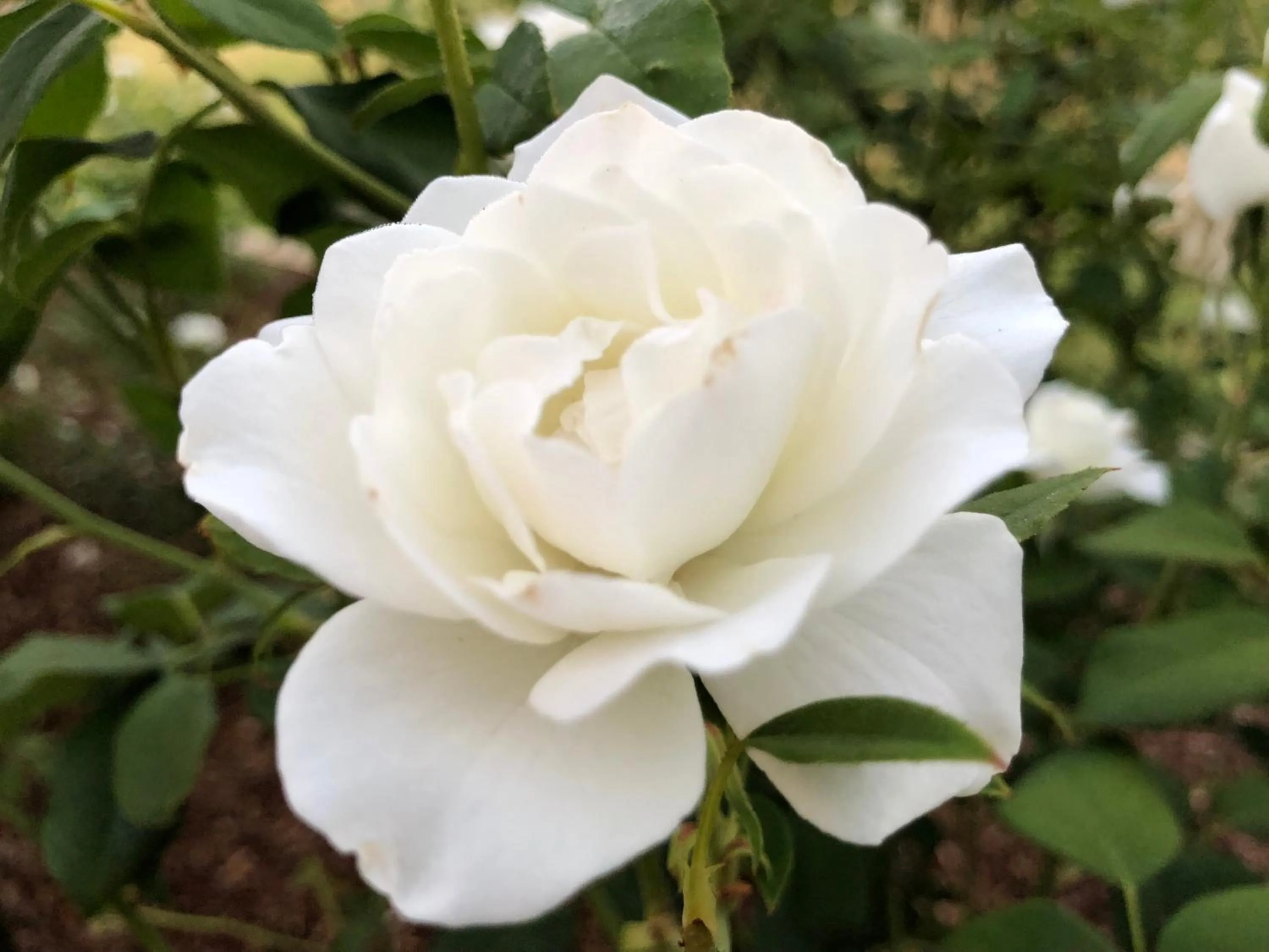 Villa Provence Estate