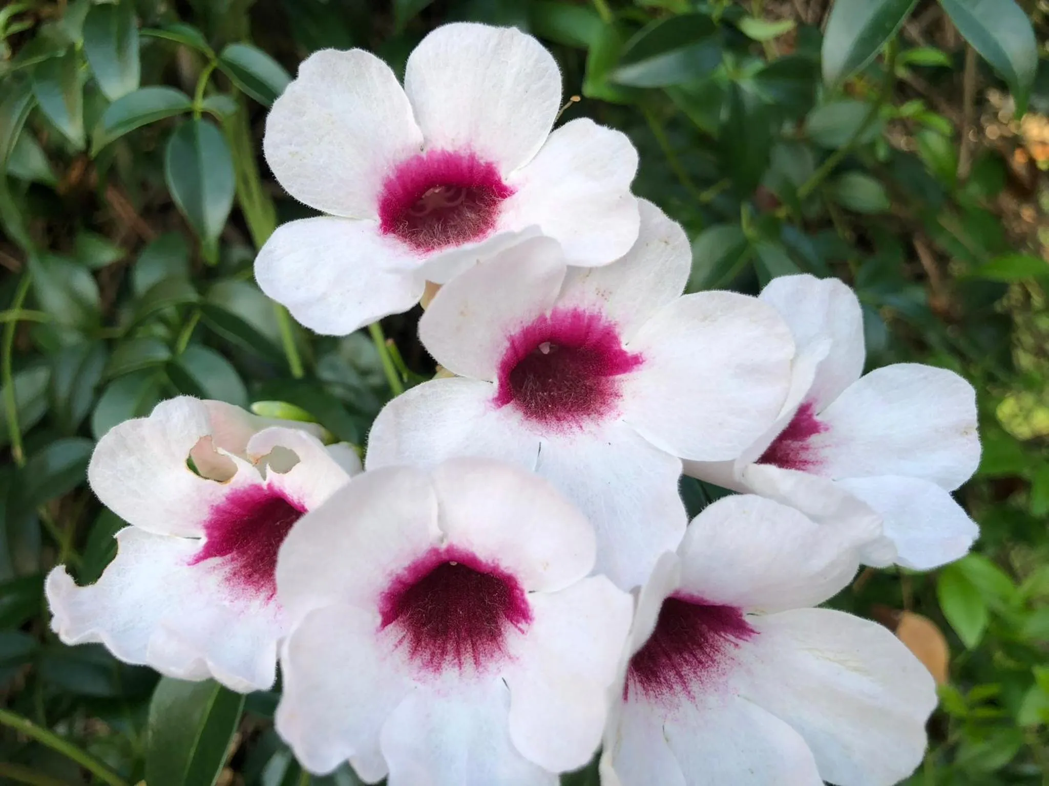 Villa Provence Estate