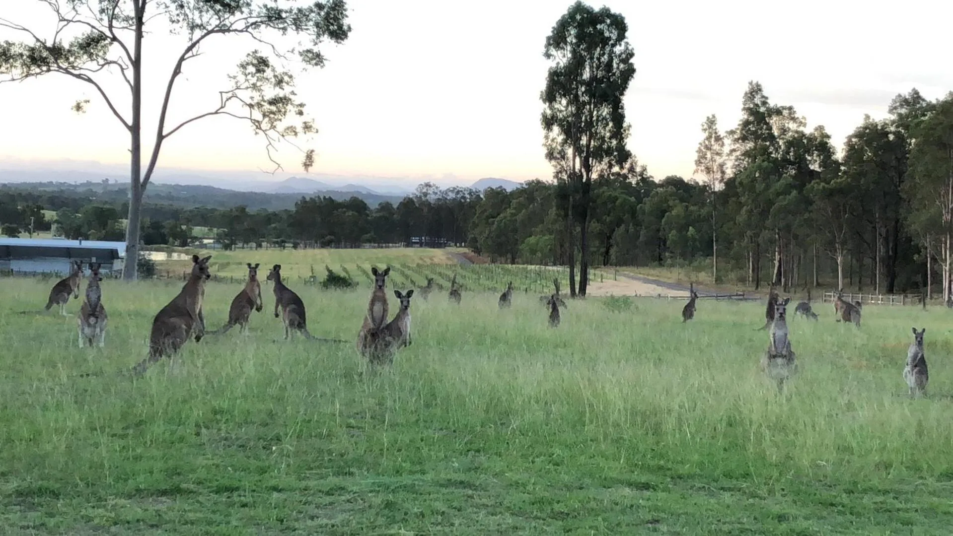 Animals in Villa Provence Estate